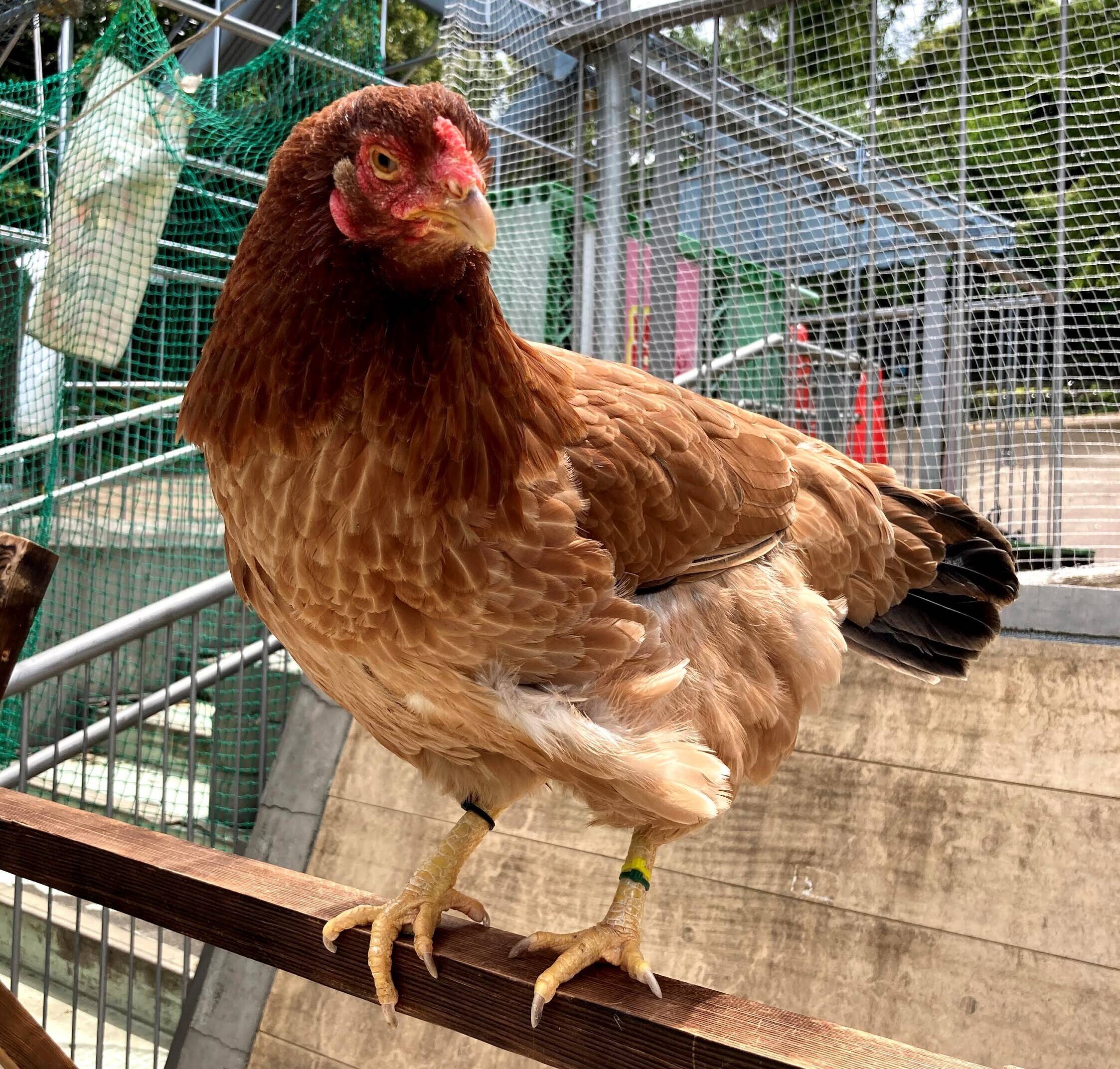 いろんなニワトリ その なかよしタイムズ 野毛山動物園公式サイト 公益財団法人 横浜市緑の協会