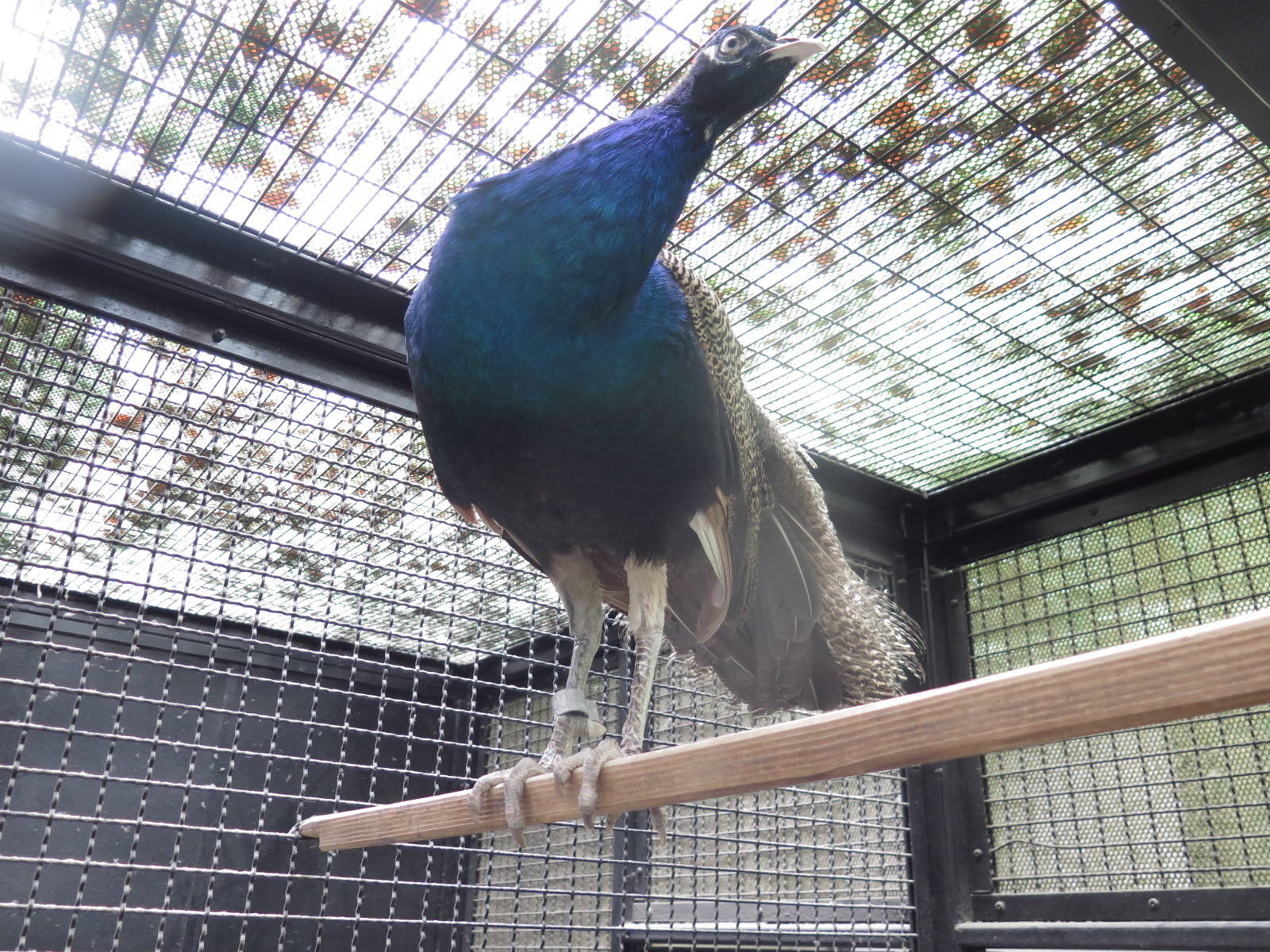 ビフォー アフター インドクジャク編 動物トピックス 野毛山動物園公式サイト 公益財団法人 横浜市緑の協会 ビフォー アフター インドクジャク編 動物トピックス 野毛山動物園公式サイト 公益財団法人 横浜市緑の協会