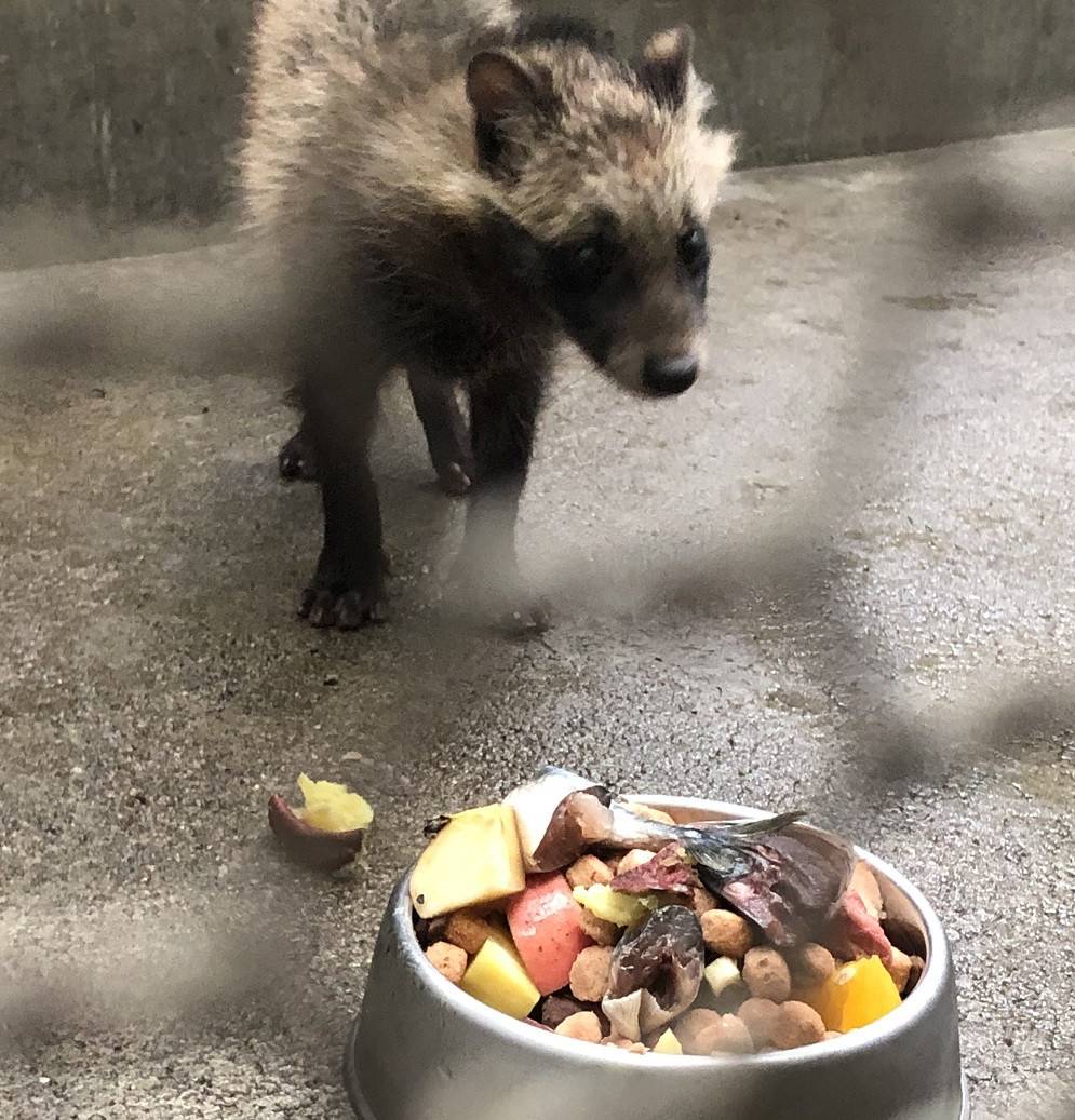 こたぬき成長記録3|動物トピックス｜ブログ|野毛山動物園公式