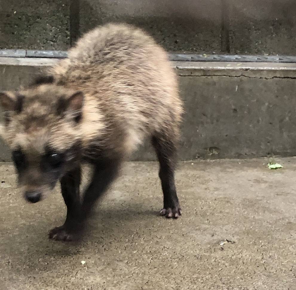 こたぬき成長記録３ 動物トピックス 野毛山動物園公式サイト 公益財団法人 横浜市緑の協会