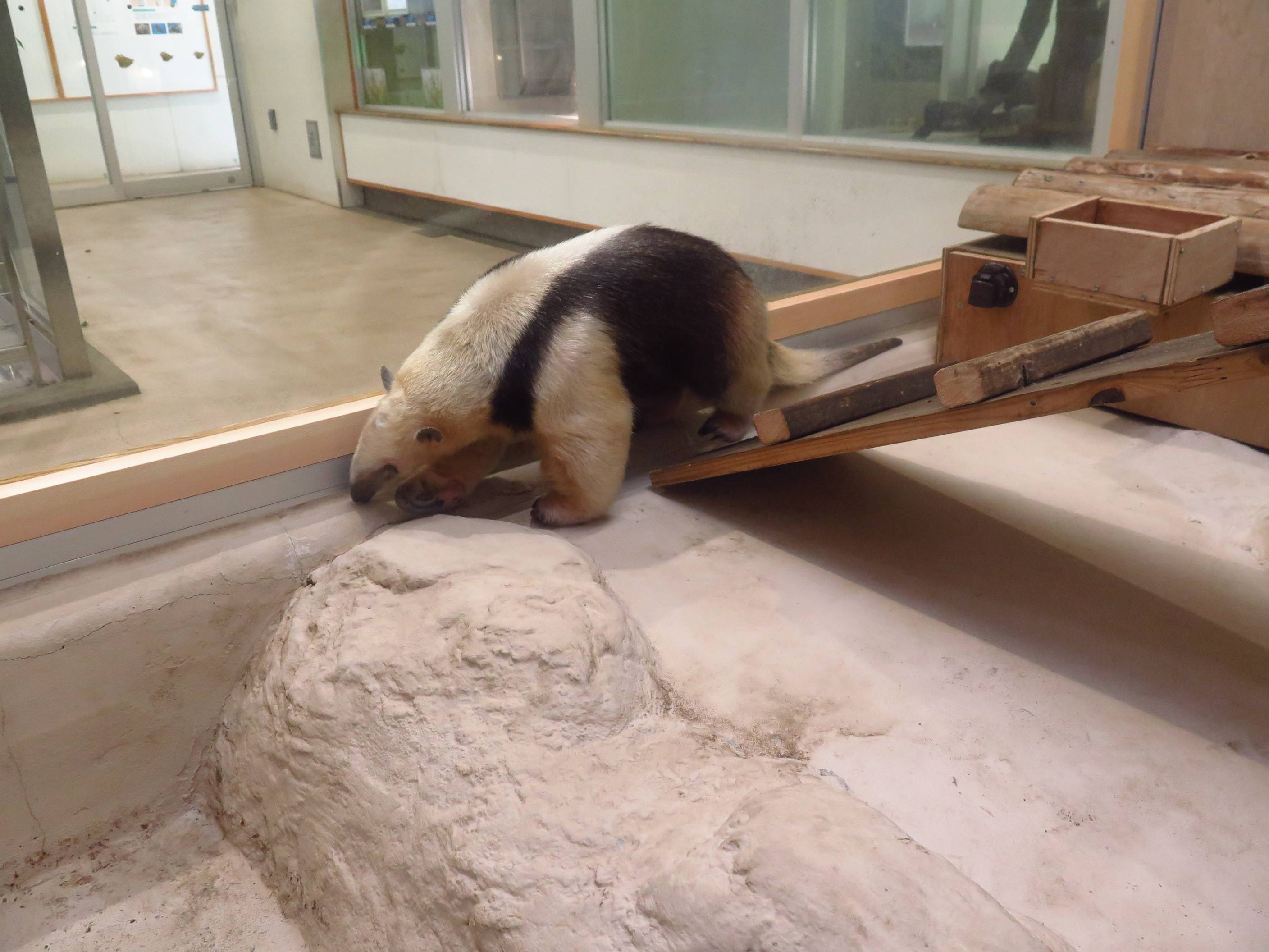 哺乳類だけど 動物トピックス 野毛山動物園公式サイト 公益財団法人 横浜市緑の協会 哺乳類だけど 動物トピックス 野毛山動物園公式サイト 公益財団法人 横浜市緑の協会
