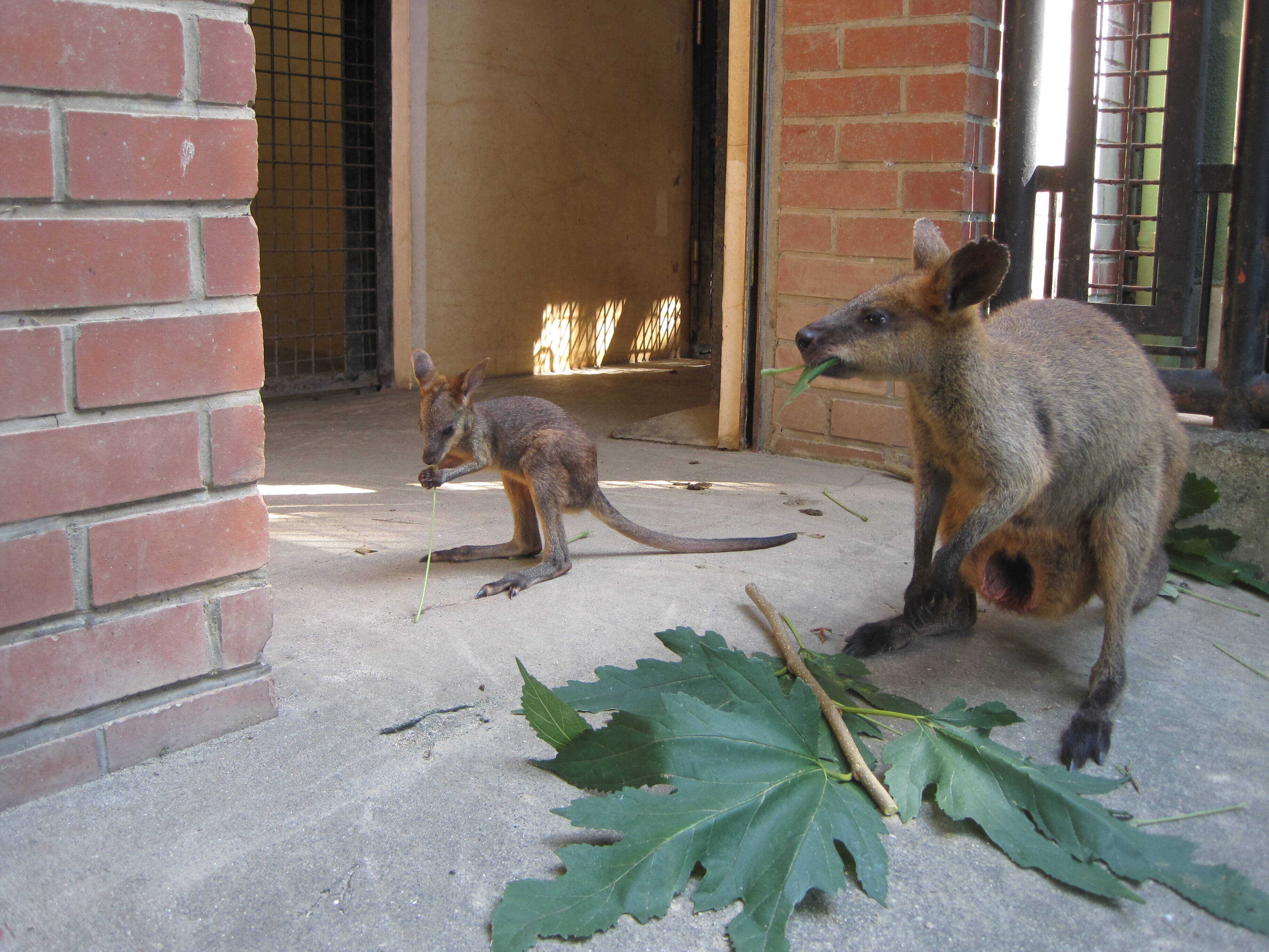 オグロワラビーの赤ちゃんが生まれました 動物トピックス 野毛山動物園公式サイト 公益財団法人 横浜市緑の協会