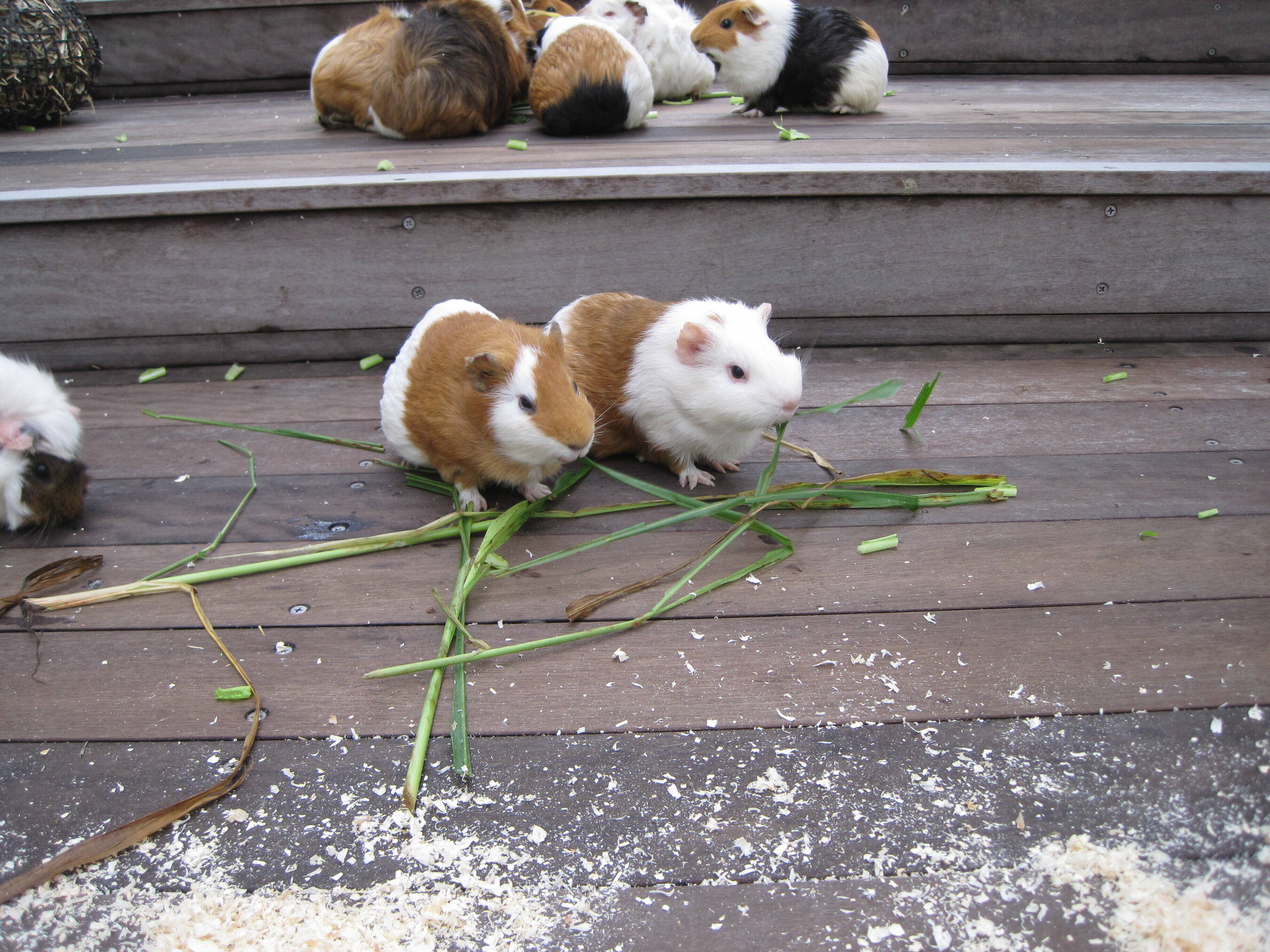 ふれあいお休み中のモルモットたち なかよしタイムズ 野毛山動物園公式サイト 公益財団法人 横浜市緑の協会