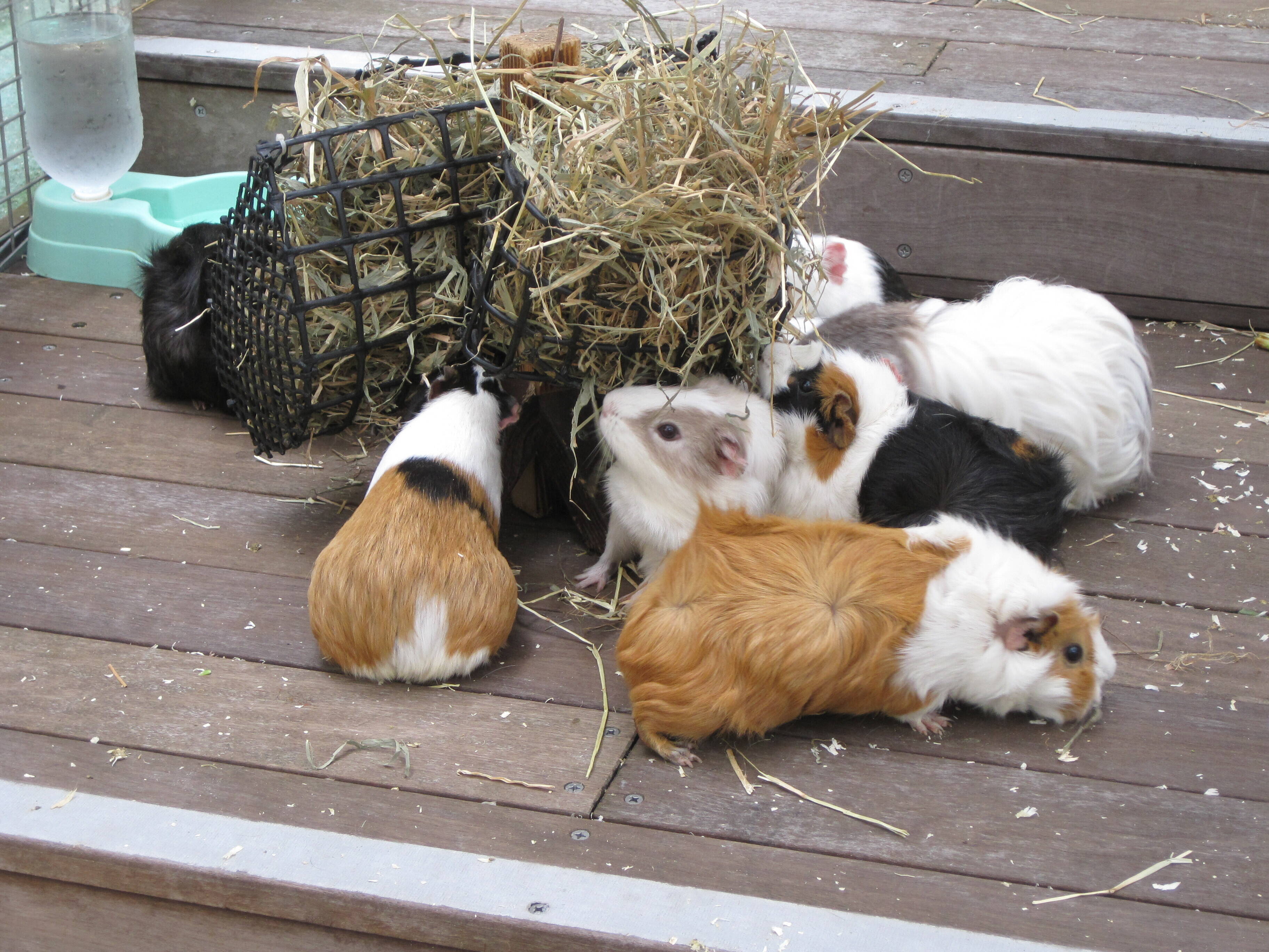 ふれあいお休み中のモルモットたち なかよしタイムズ 野毛山動物園公式サイト 公益財団法人 横浜市緑の協会