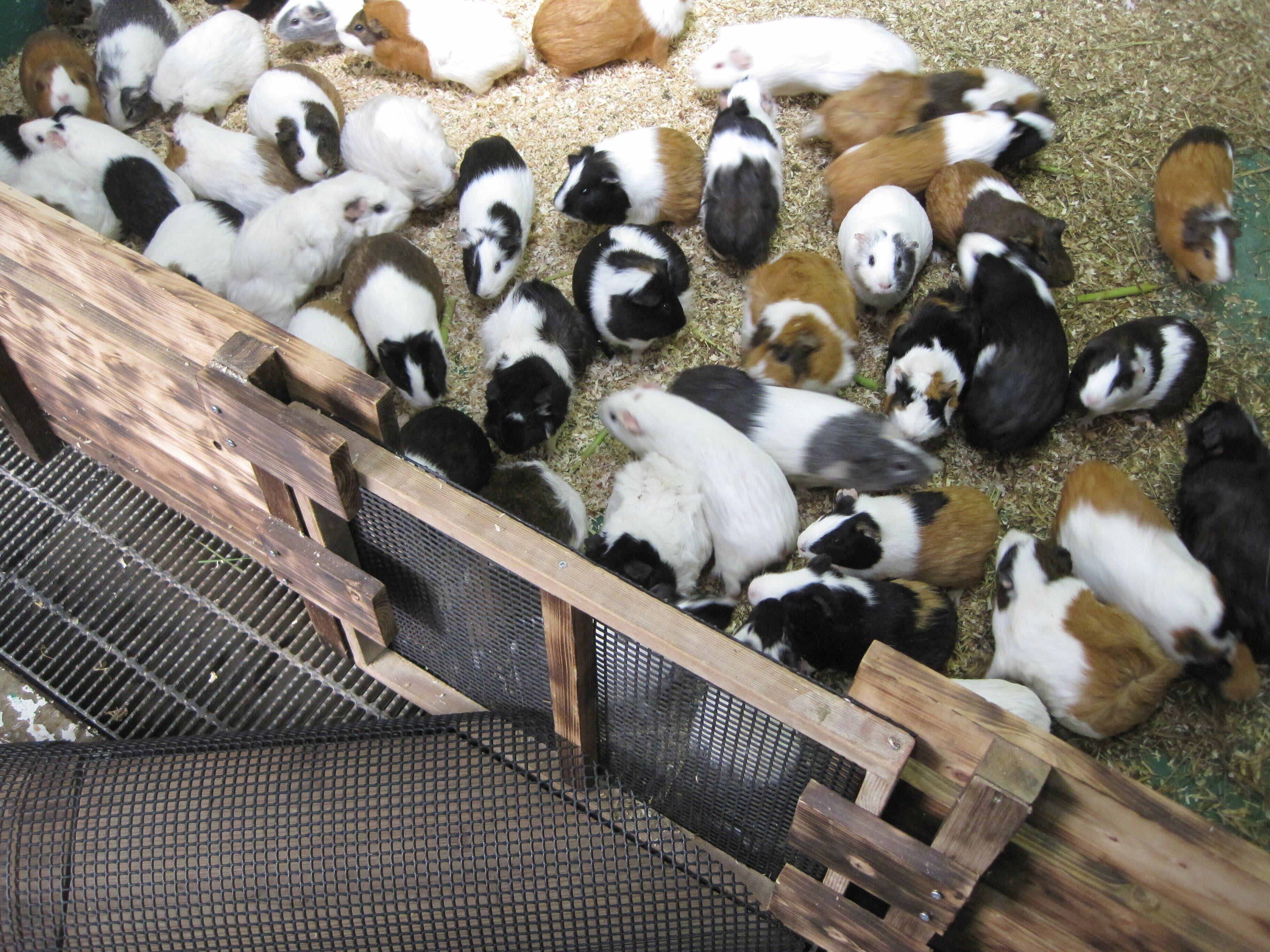 モルモットたちの出勤 ブログ 野毛山動物園公式サイト 公益財団法人 横浜市緑の協会