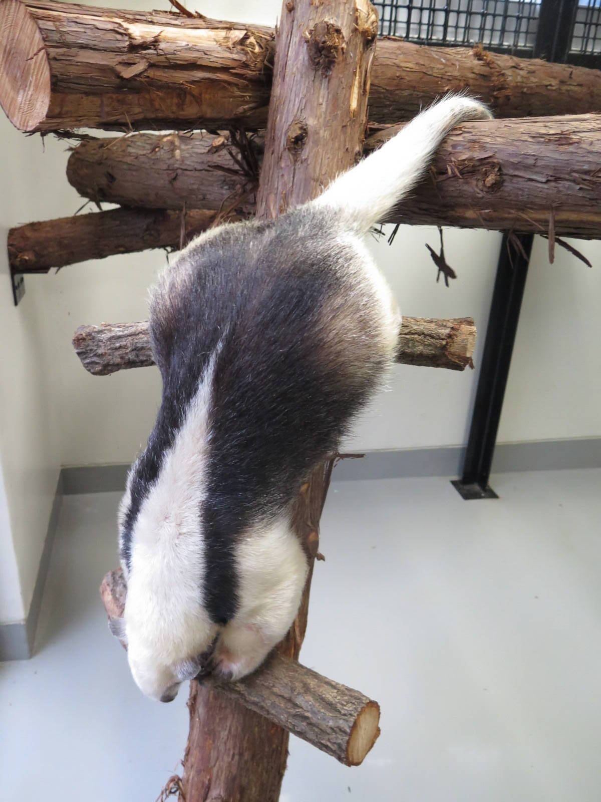 Nogeyama Zoo Collection Vol 1 動物トピックス 野毛山動物園公式サイト 公益財団法人 横浜市緑の協会 Nogeyama Zoo Collection Vol 1 動物トピックス 野毛山動物園公式サイト 公益財団法人 横浜市緑の協会
