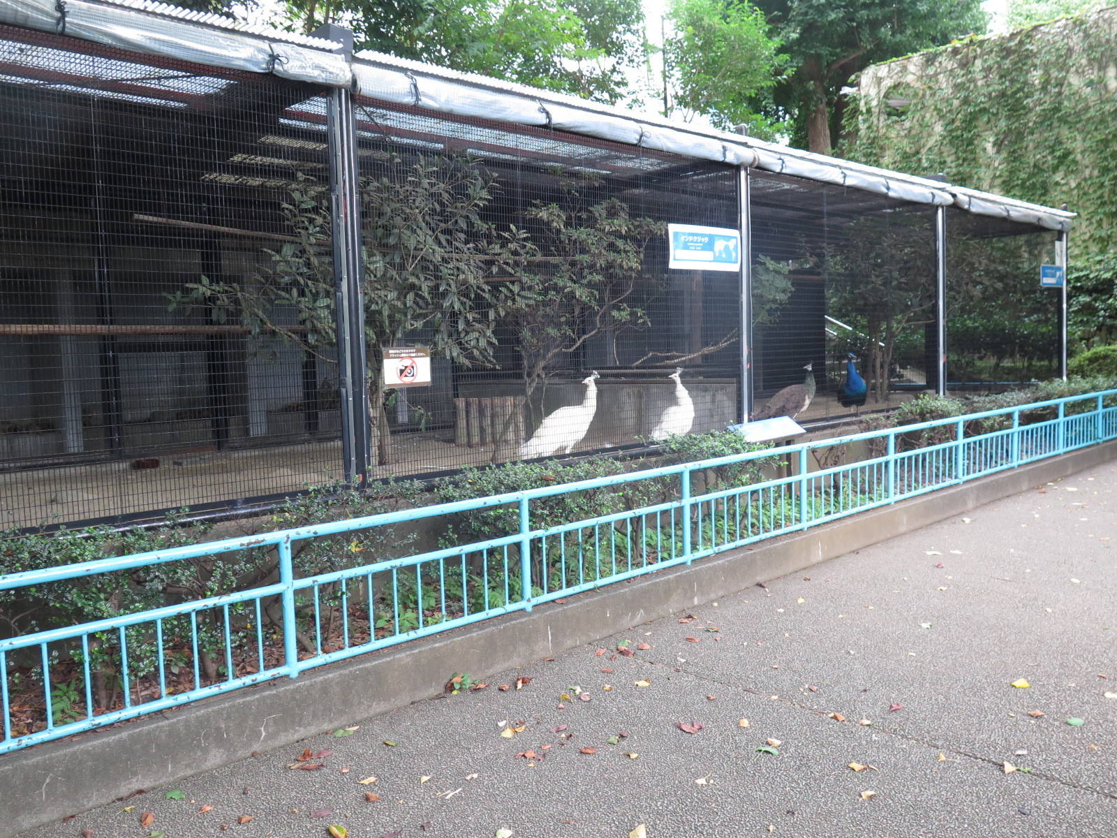 次の春まで しばしお待ちを 動物トピックス 野毛山動物園公式サイト 公益財団法人 横浜市緑の協会
