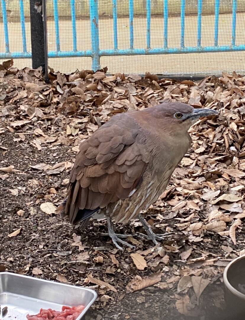 ミゾタロウ通信 動物トピックス 野毛山動物園公式サイト 公益財団法人 横浜市緑の協会