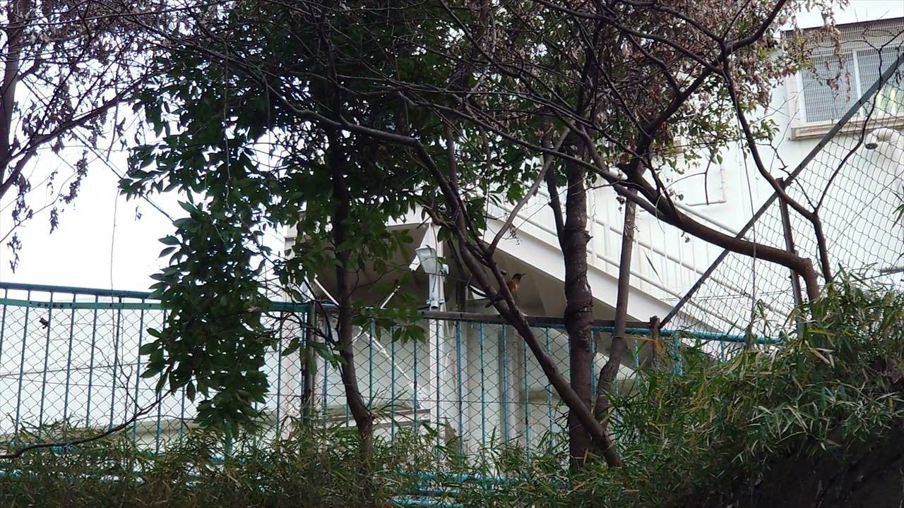/zoo/nogeyama/authorc8504/MOV_0739_Moment_R.jpg