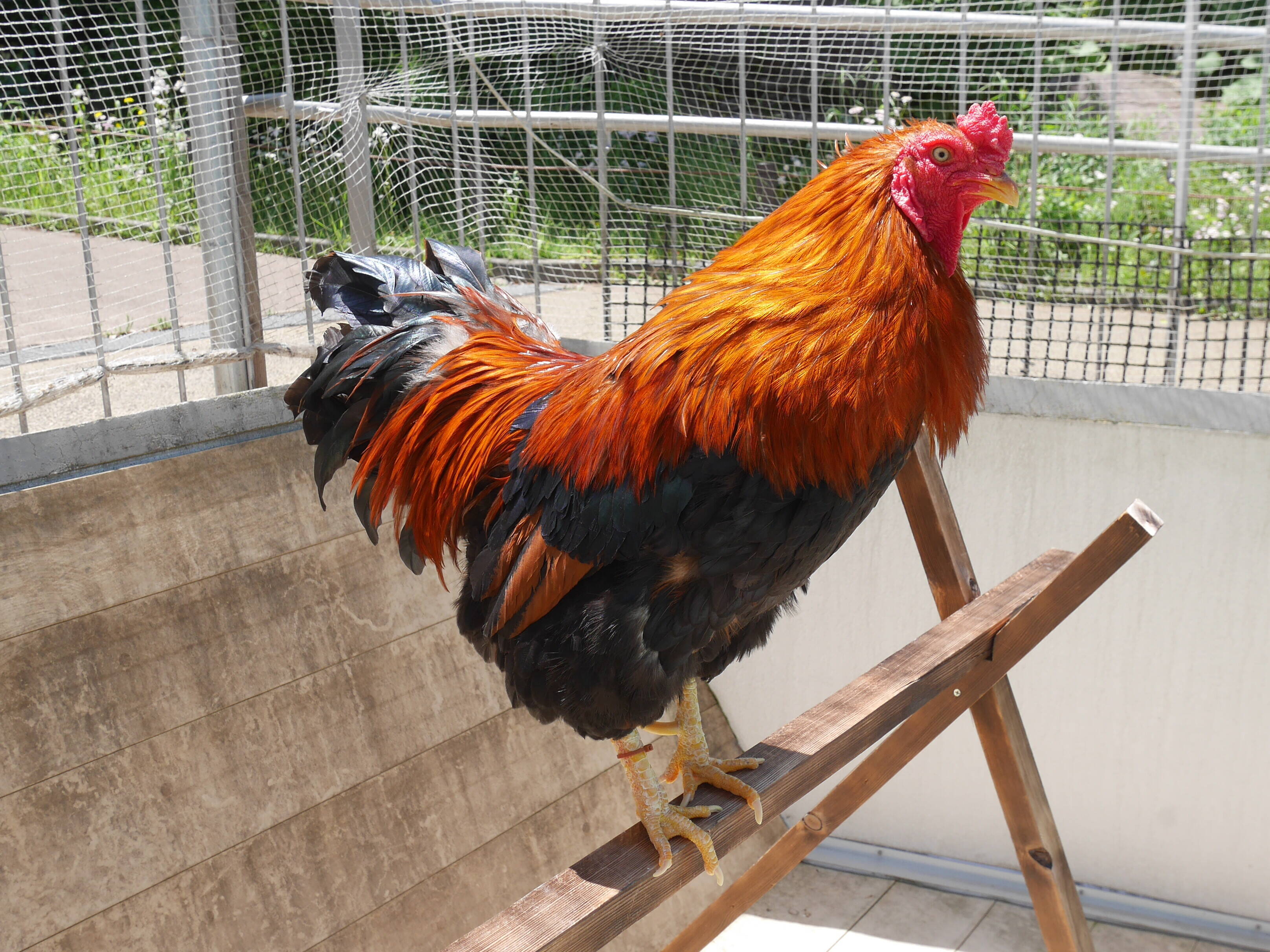 いろんなニワトリ その なかよしタイムズ 野毛山動物園公式サイト 公益財団法人 横浜市緑の協会