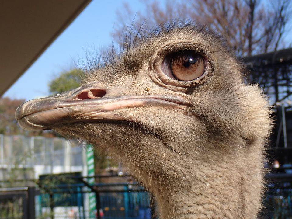 世界ダチョウの日 動物トピックス 野毛山動物園公式サイト 公益財団法人 横浜市緑の協会