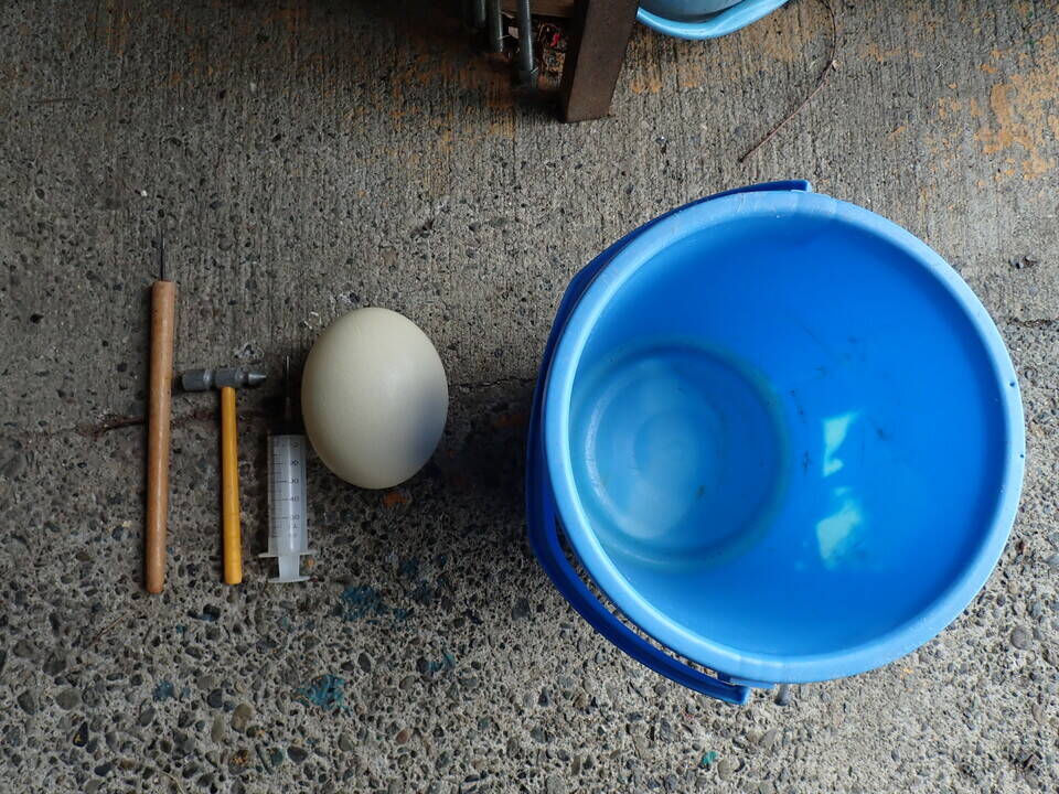 走鳥類の卵殻の標本箱 ダチョウ その他