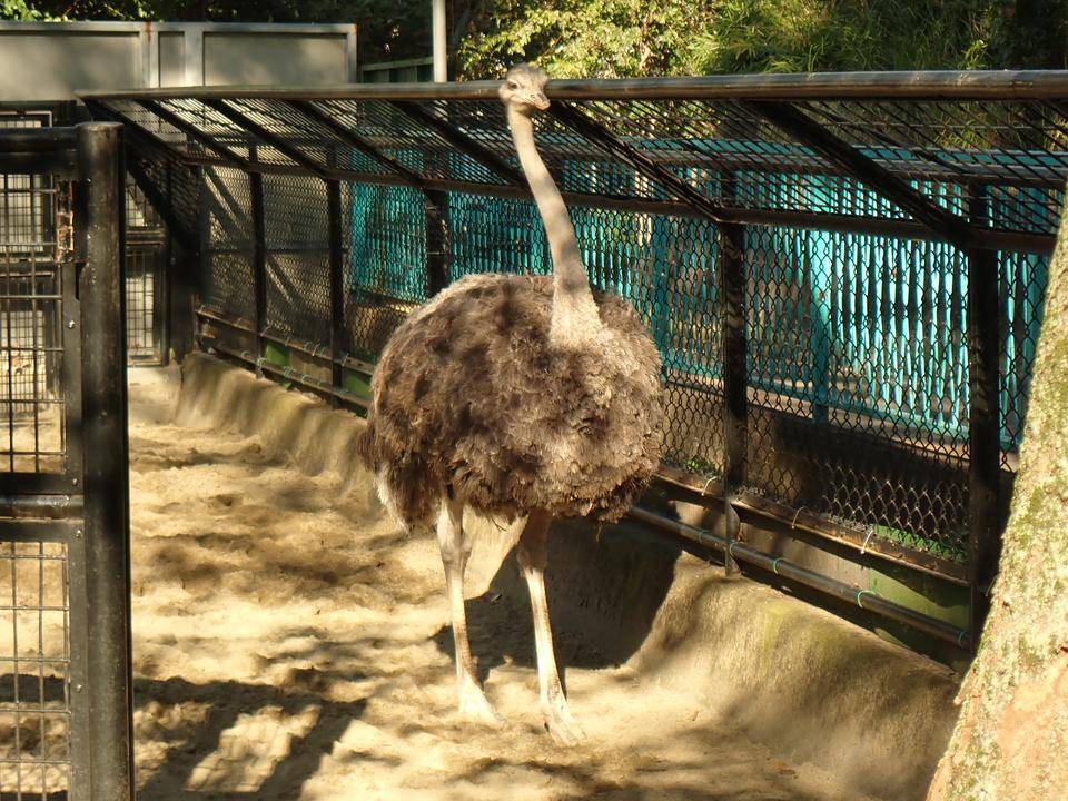 世界ダチョウの日 動物トピックス 野毛山動物園公式サイト 公益財団法人 横浜市緑の協会