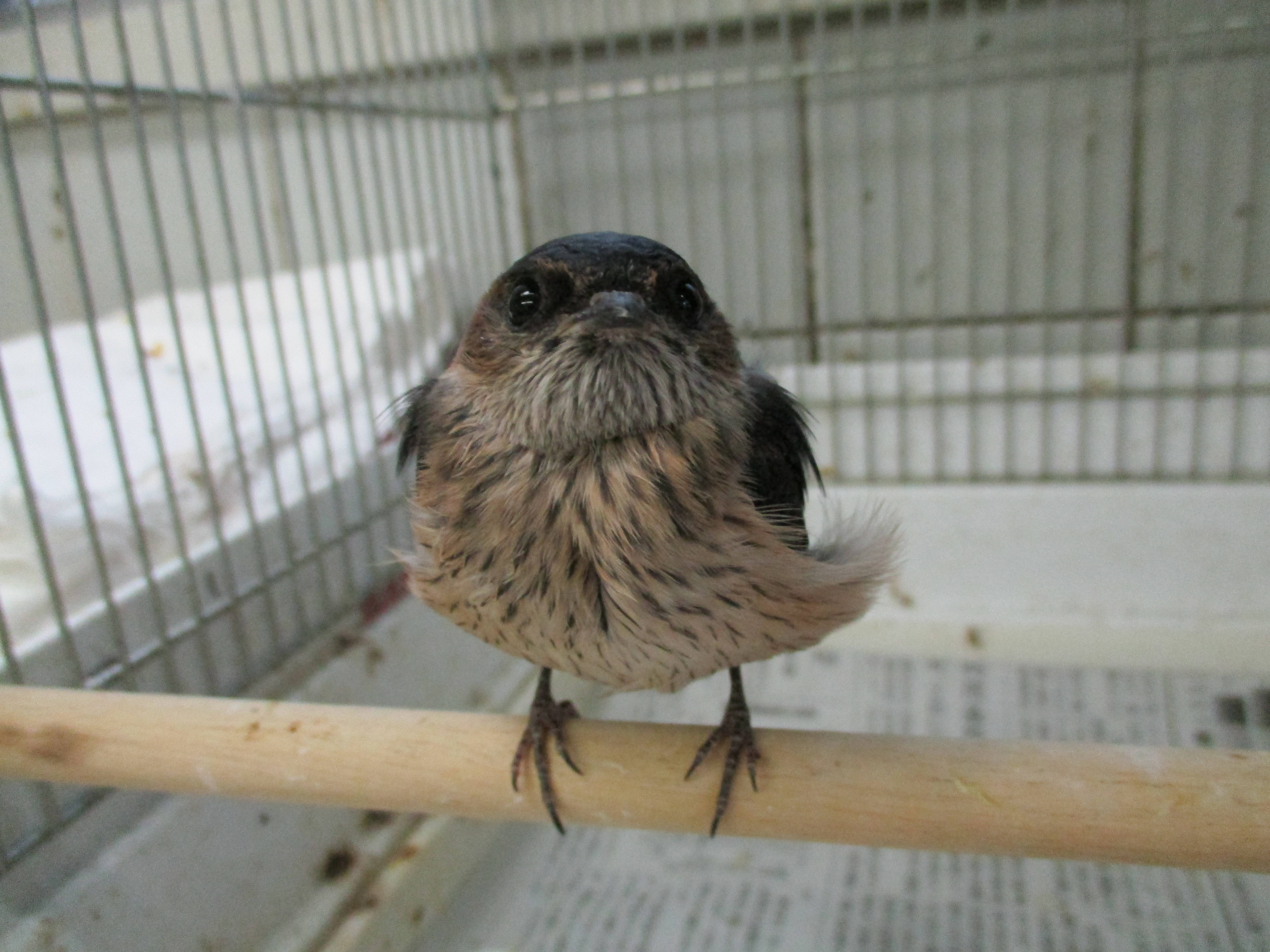 このツバメは何ツバメ 動物トピックス 野毛山動物園公式サイト 公益財団法人 横浜市緑の協会 このツバメは何ツバメ 動物トピックス 野毛山動物園公式サイト 公益財団法人 横浜市緑の協会