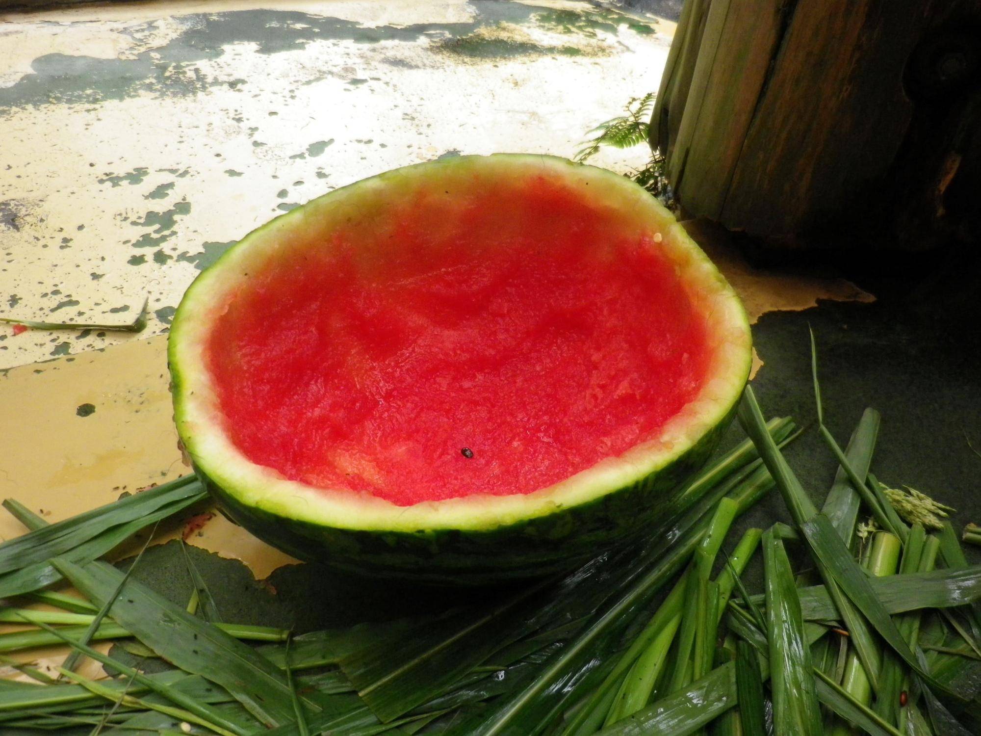 お皿になったスイカ1.jpg