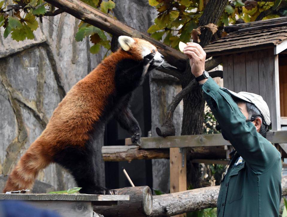 必要なときに立ち上がります～レッサーパンダ|｜ブログ|野毛山動物園