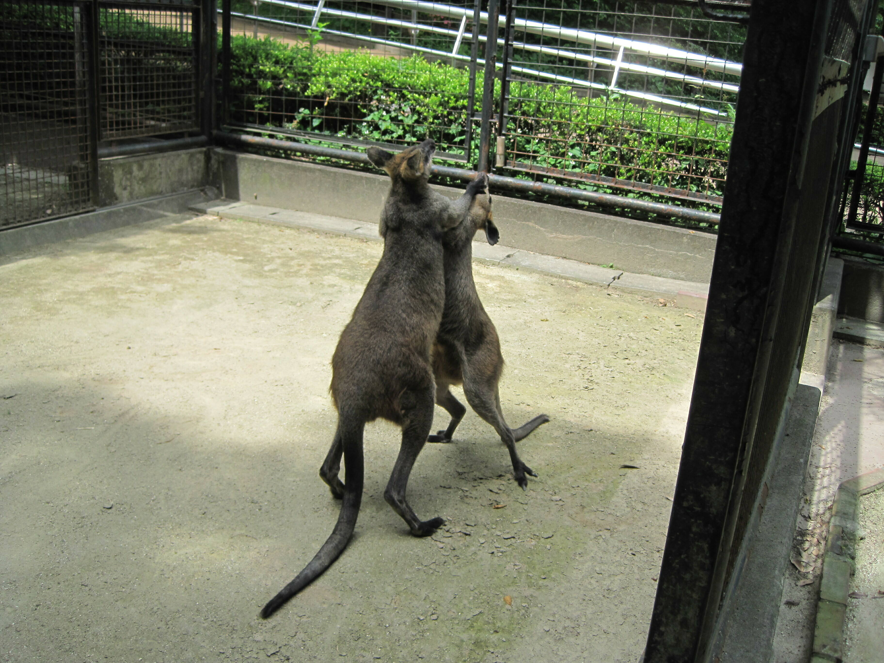 見てわかる小動物の外科手技 1「マイナーさージェリー」 見てわかる小動物の外科手技I マイナーサージェリー (SURGEON