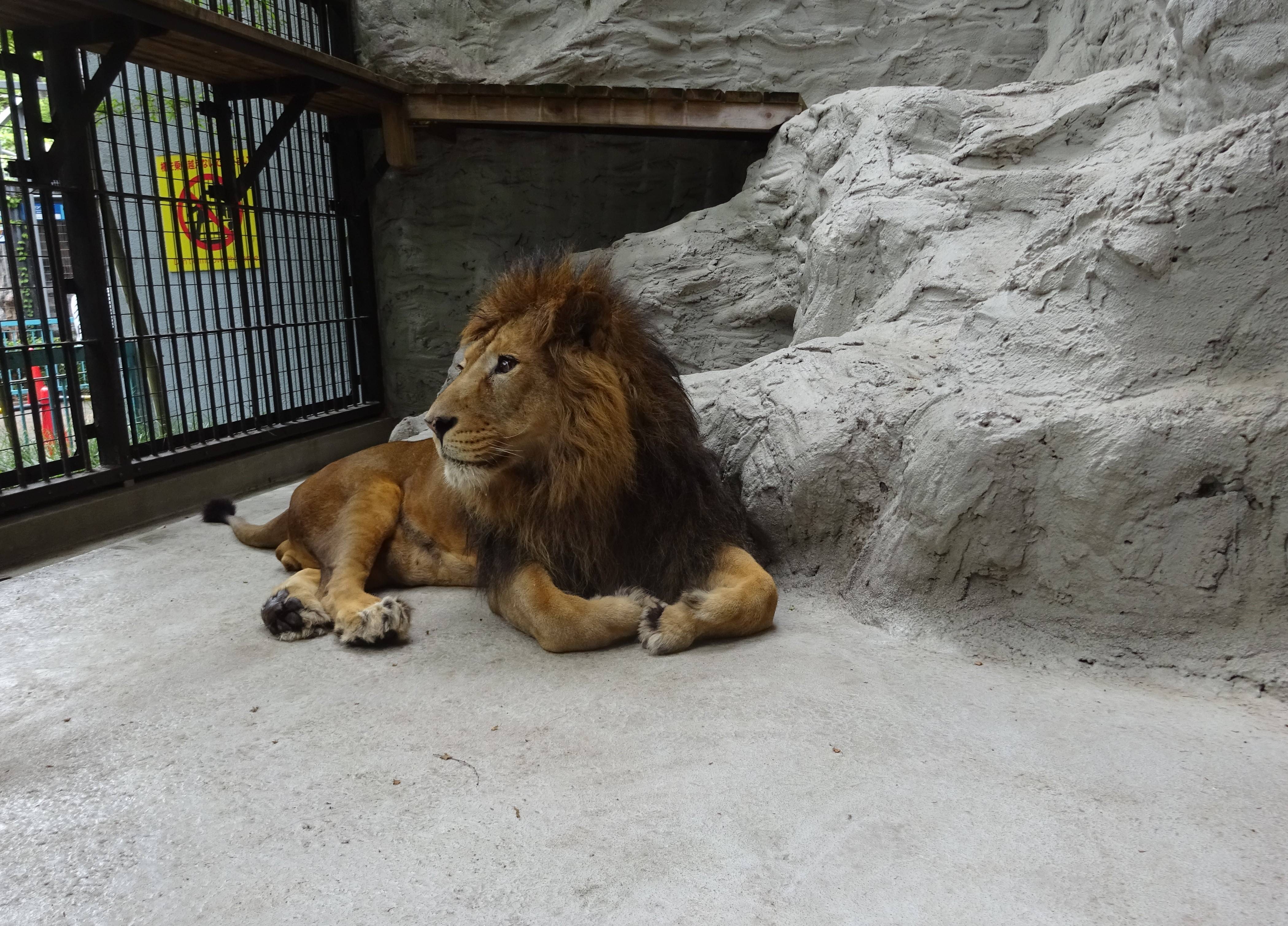 はやく帰ってきて のげやま とらいおん Try On 野毛山動物園公式サイト 公益財団法人 横浜市緑の協会
