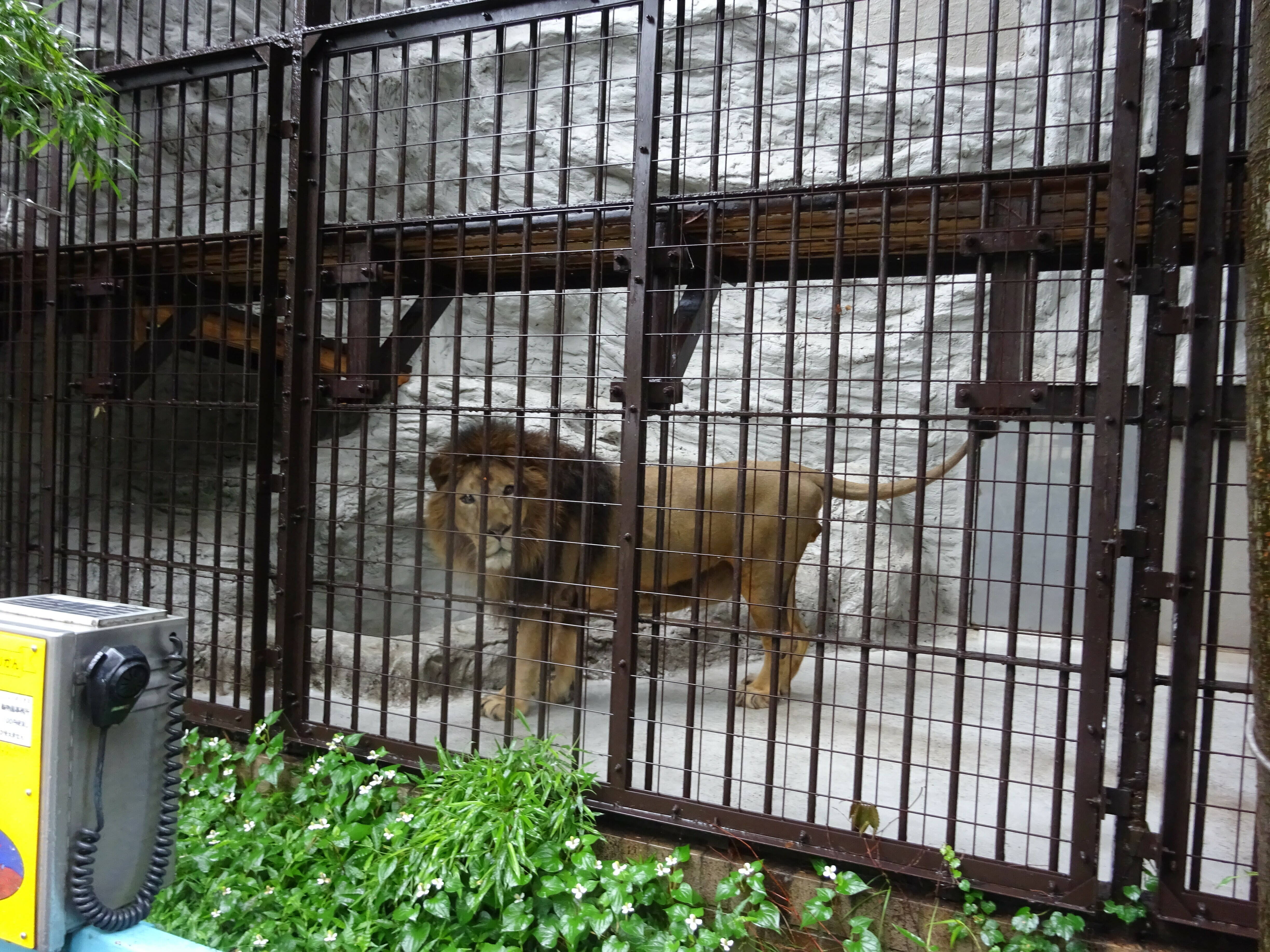 久しぶりに 新鮮な気持ち のげやま とらいおん Try On 野毛山動物園公式サイト 公益財団法人 横浜市緑の協会 久しぶりに 新鮮な気持ち のげやま とらいおん Try On 野毛山動物園公式サイト 公益財団法人 横浜市緑の協会