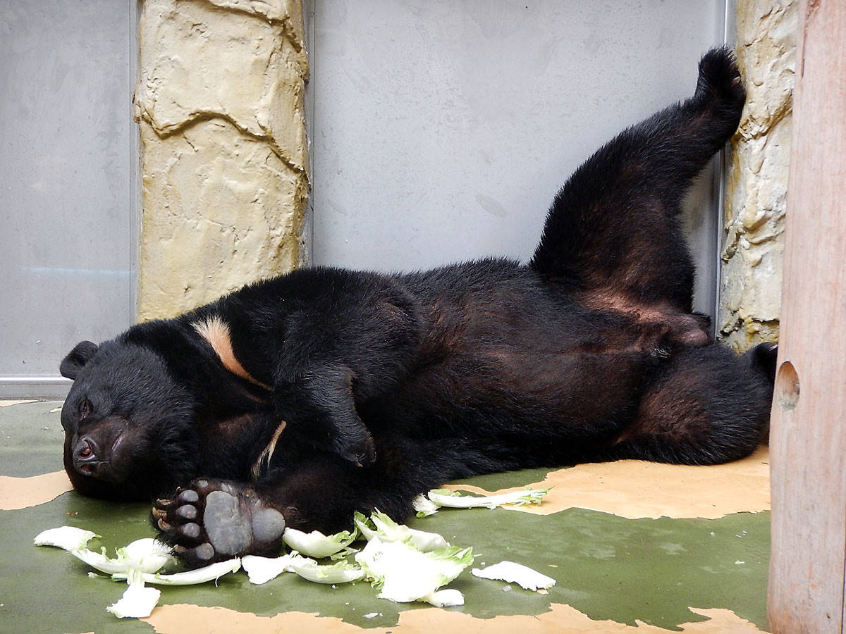 肉球くらべ＜ツキノワグマの巻＞|｜ブログ|野毛山動物園公式