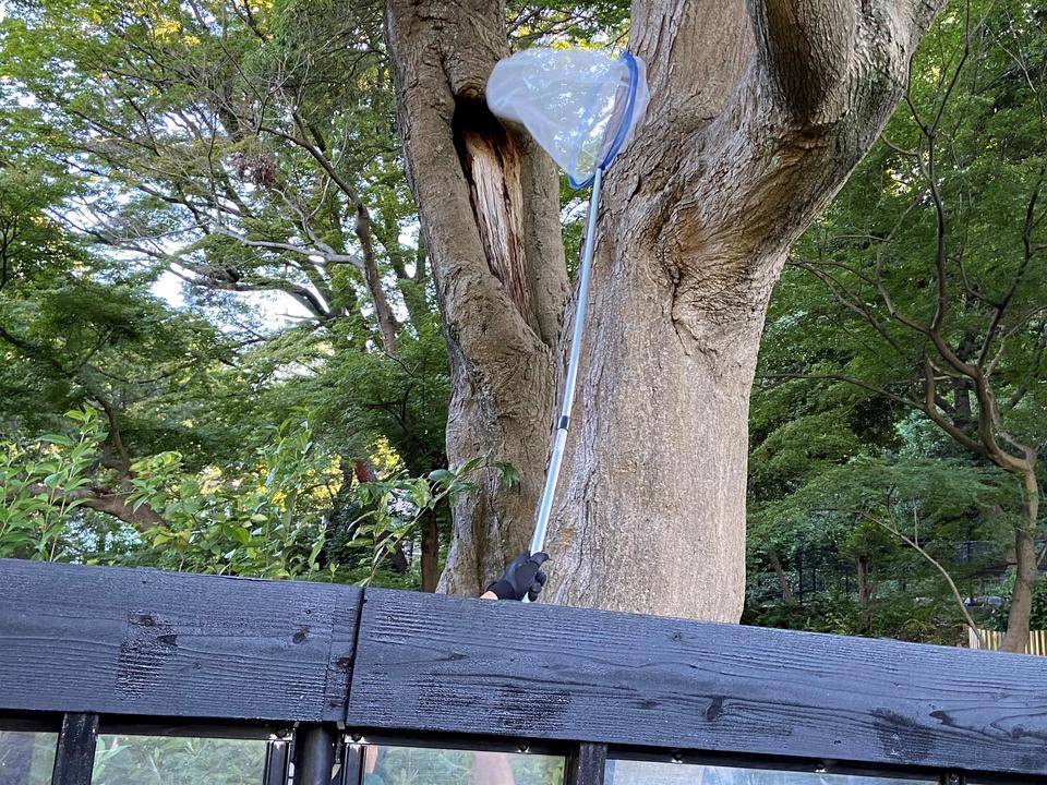 子タヌキ日誌 番外編 蝉取り少年あらわる 動物トピックス 野毛山動物園公式サイト 公益財団法人 横浜市緑の協会
