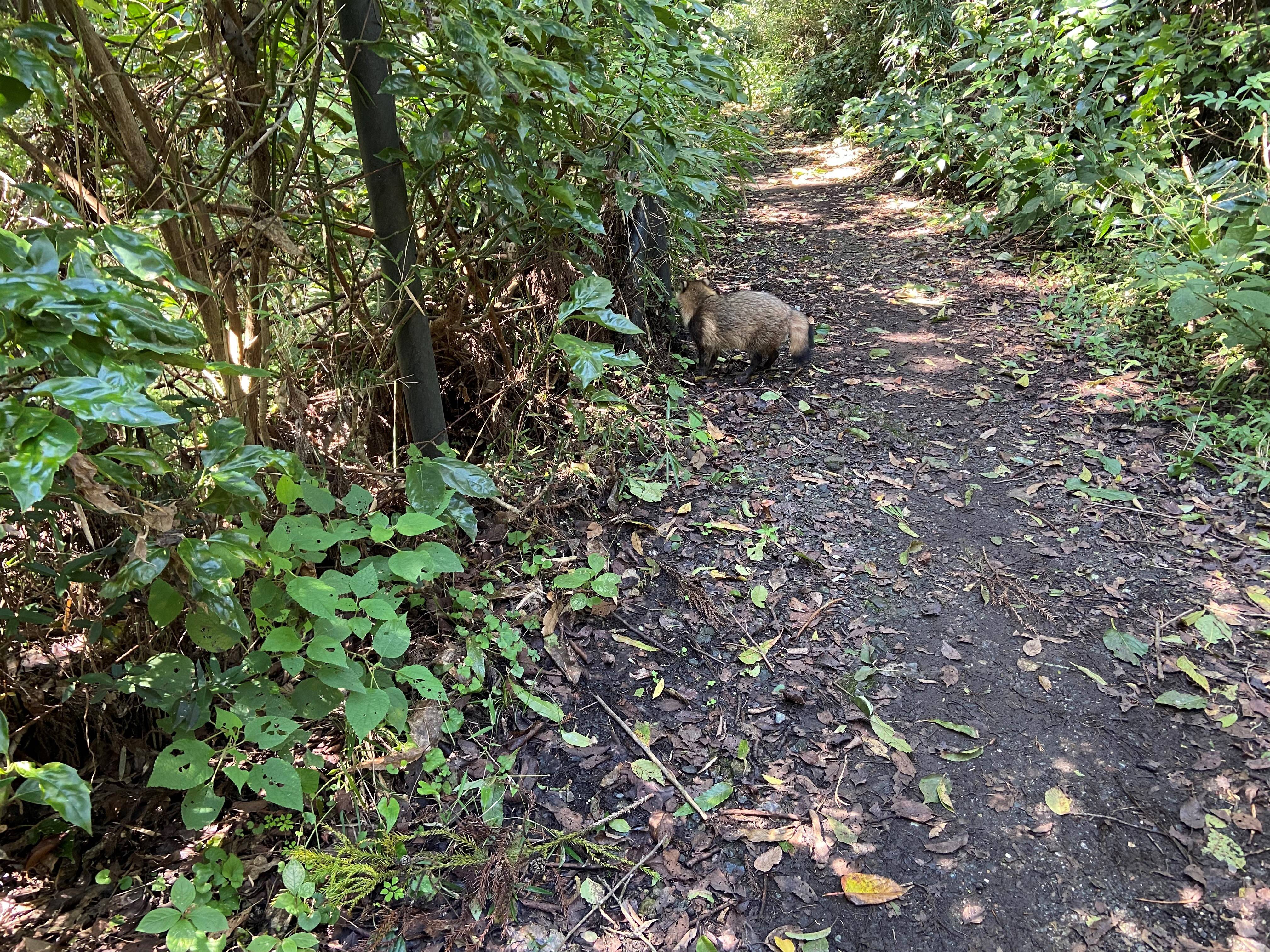 匂いを嗅ぐタヌキ (1).jpg