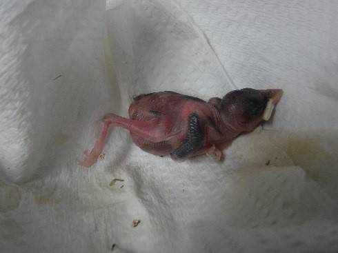 2017 ブログトピック　0819①.jpg