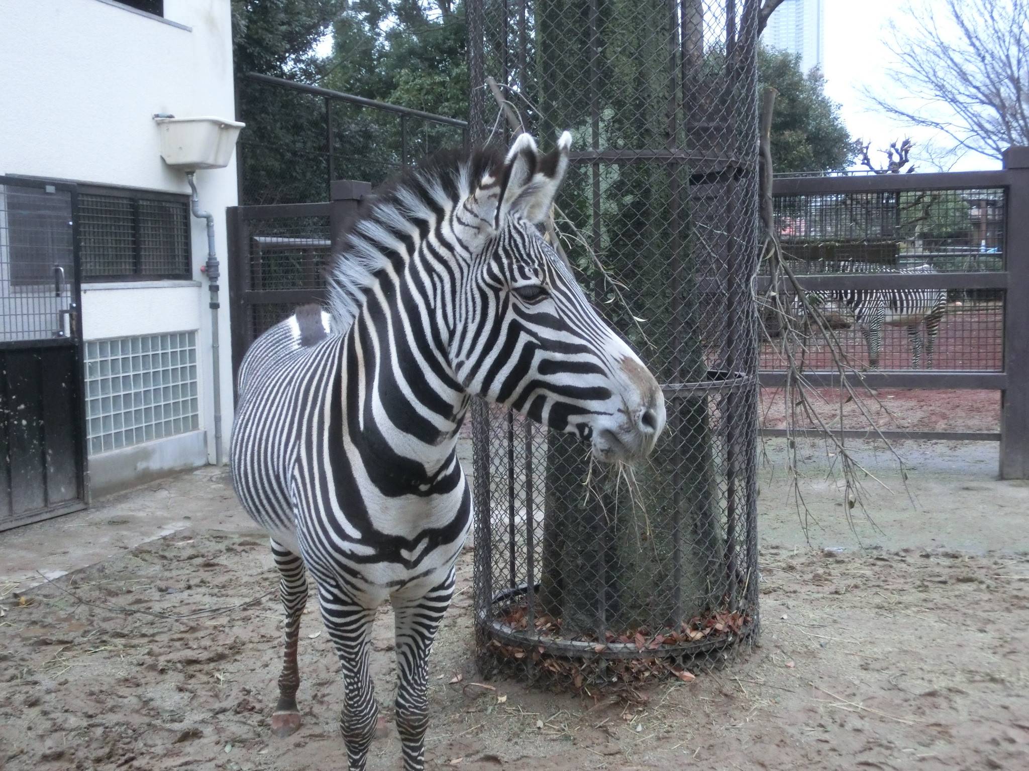 仲がいいのか 悪いのか 動物トピックス 野毛山動物園公式サイト 公益財団法人 横浜市緑の協会