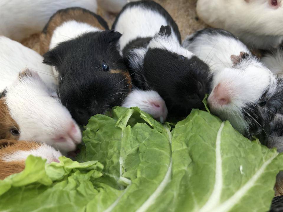 モルモットたちの写真.jpg