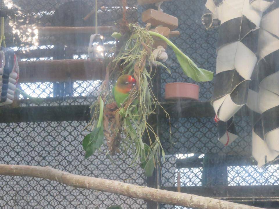 インコがリースをヨジヨジ登るpart2