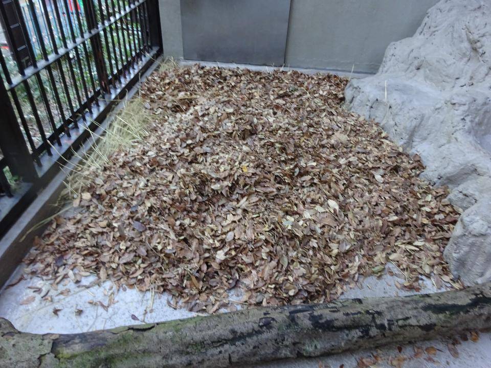 6ライオン展示場い敷かれた落ち葉.jpg