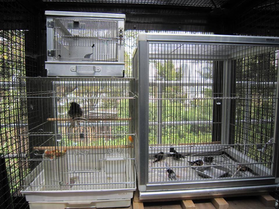 小鳥ケージ.jpg