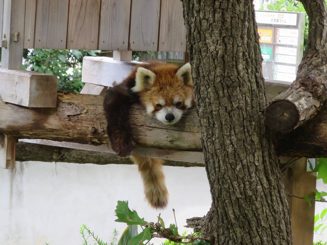 暑くなってきましたね 動物トピックス 野毛山動物園公式サイト 公益財団法人 横浜市緑の協会