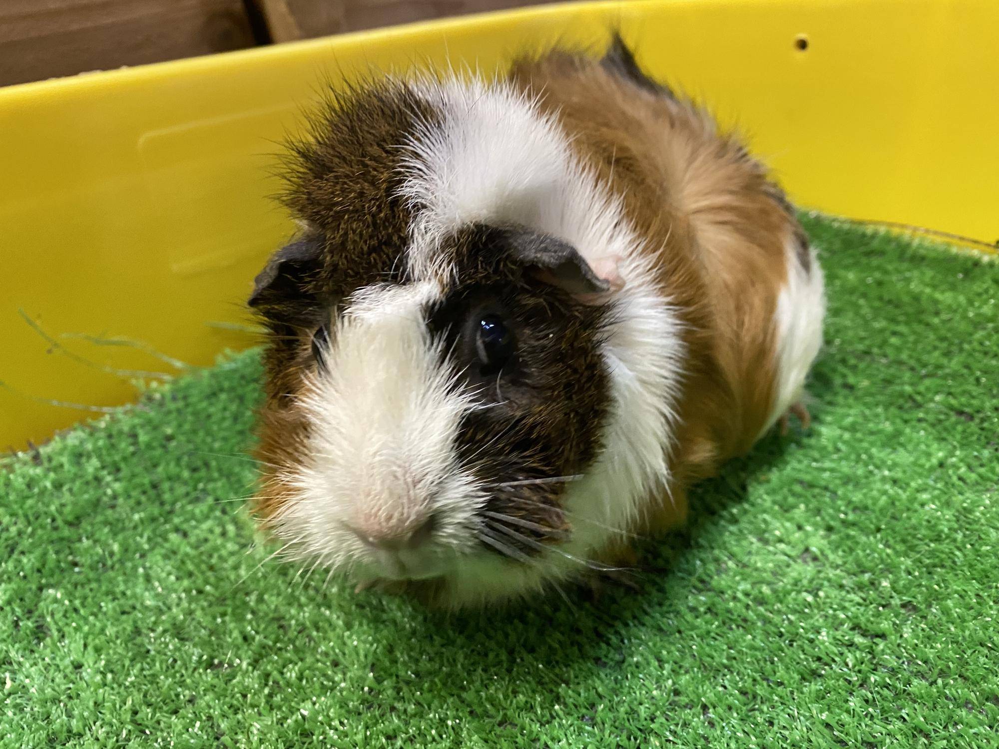モルモット「アン」.jpg