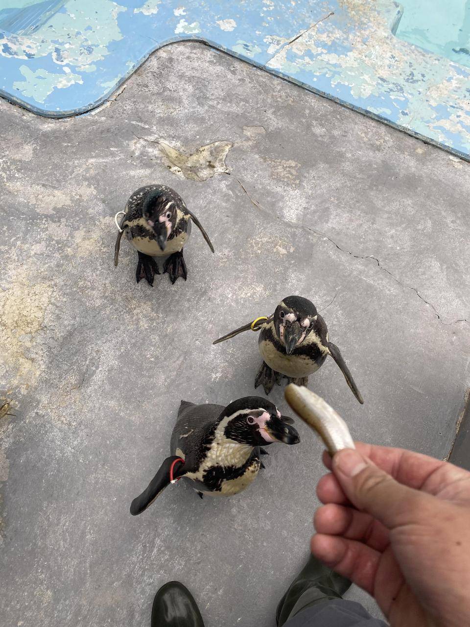 ペンギンのエサの準備は大変 動物トピックス 野毛山動物園公式サイト 公益財団法人 横浜市緑の協会
