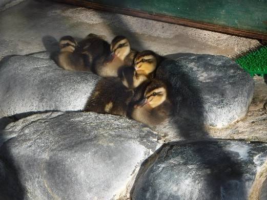 2017 ブログトピック　0819③.jpg