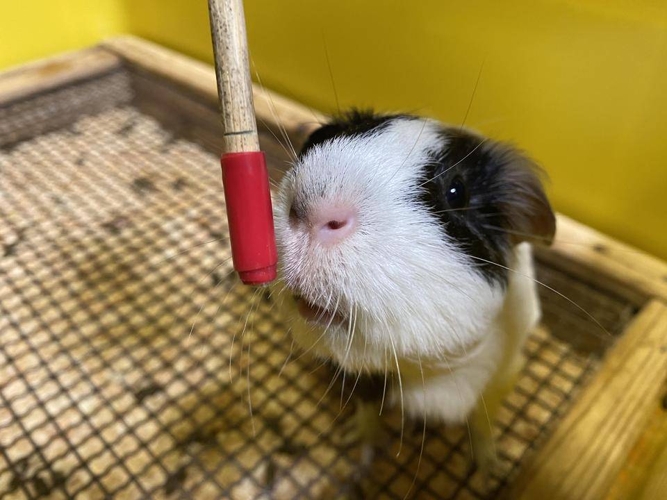 鼻先タッチを覚えた.jpg