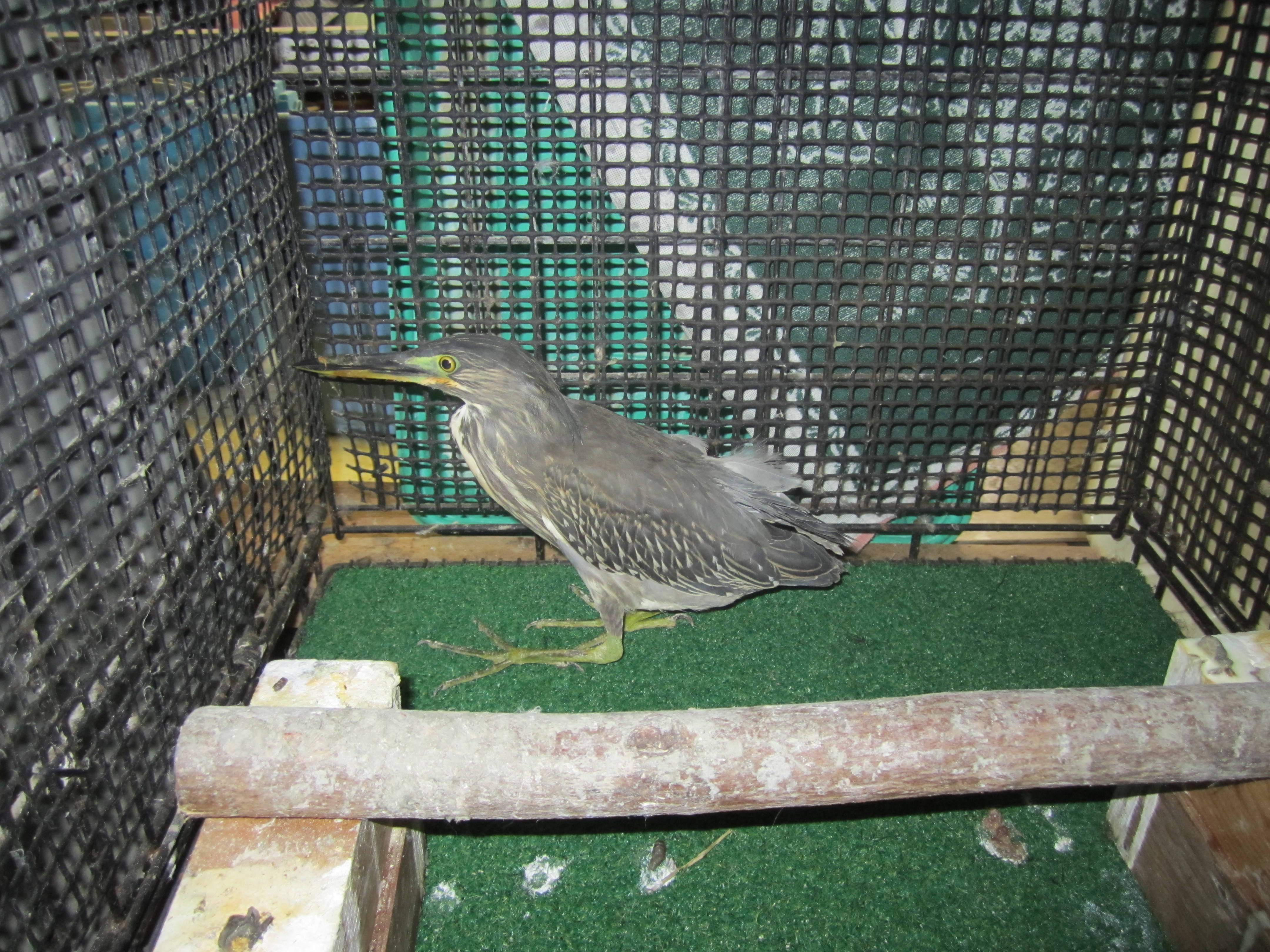 この鳥 何の鳥 動物トピックス 野毛山動物園公式サイト 公益財団法人 横浜市緑の協会