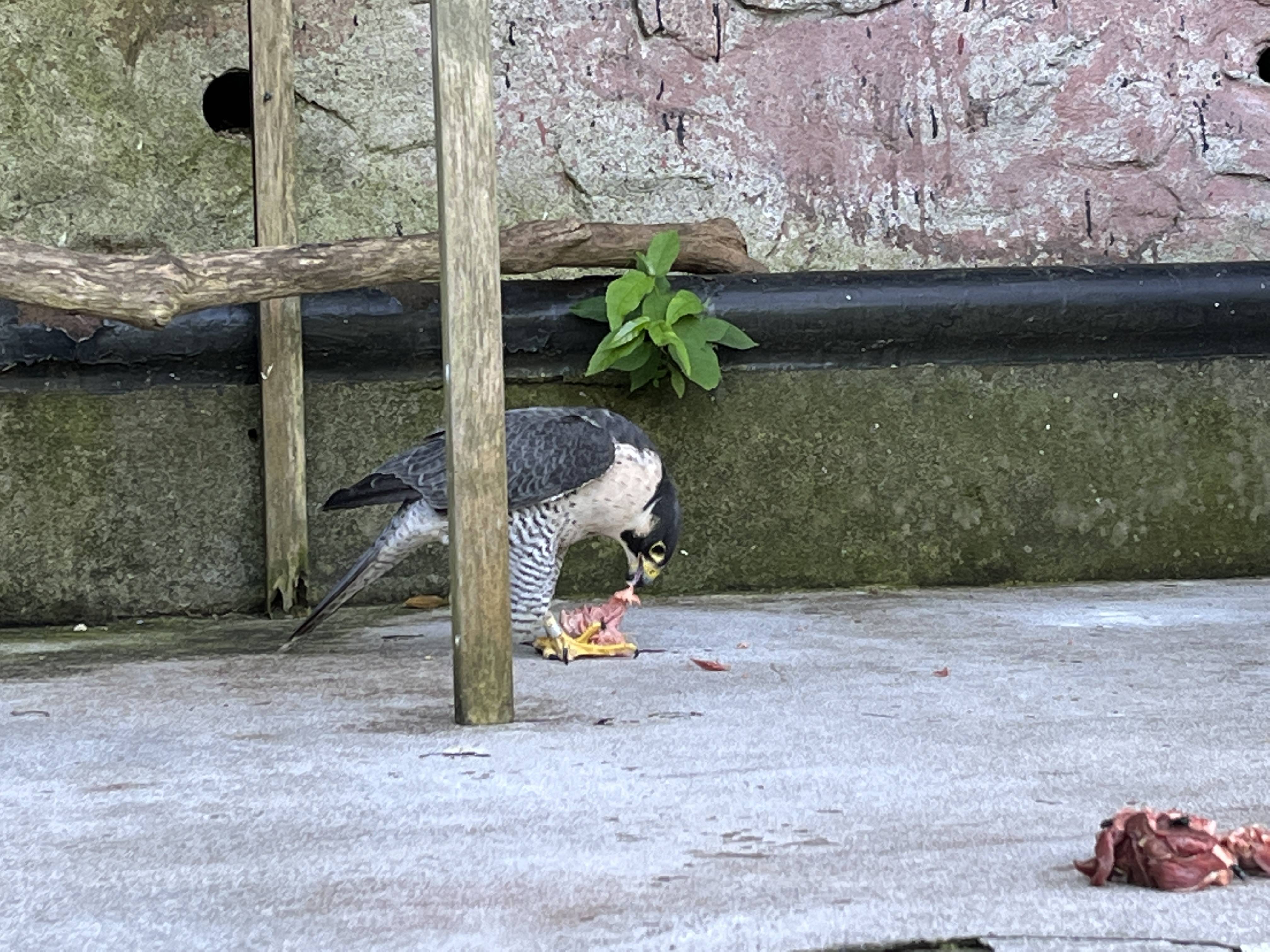 鶏頭を足でおさえながら食べるハヤミ.jpg