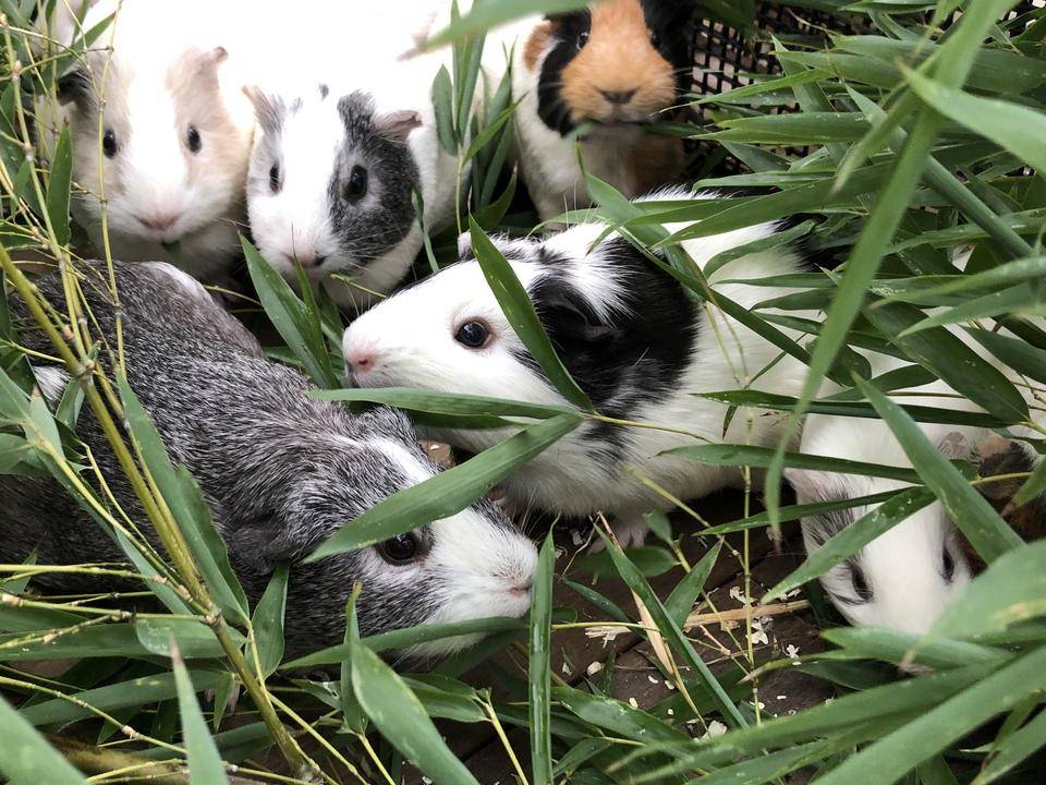 笹を食べるモルモット(アップ②).jpg
