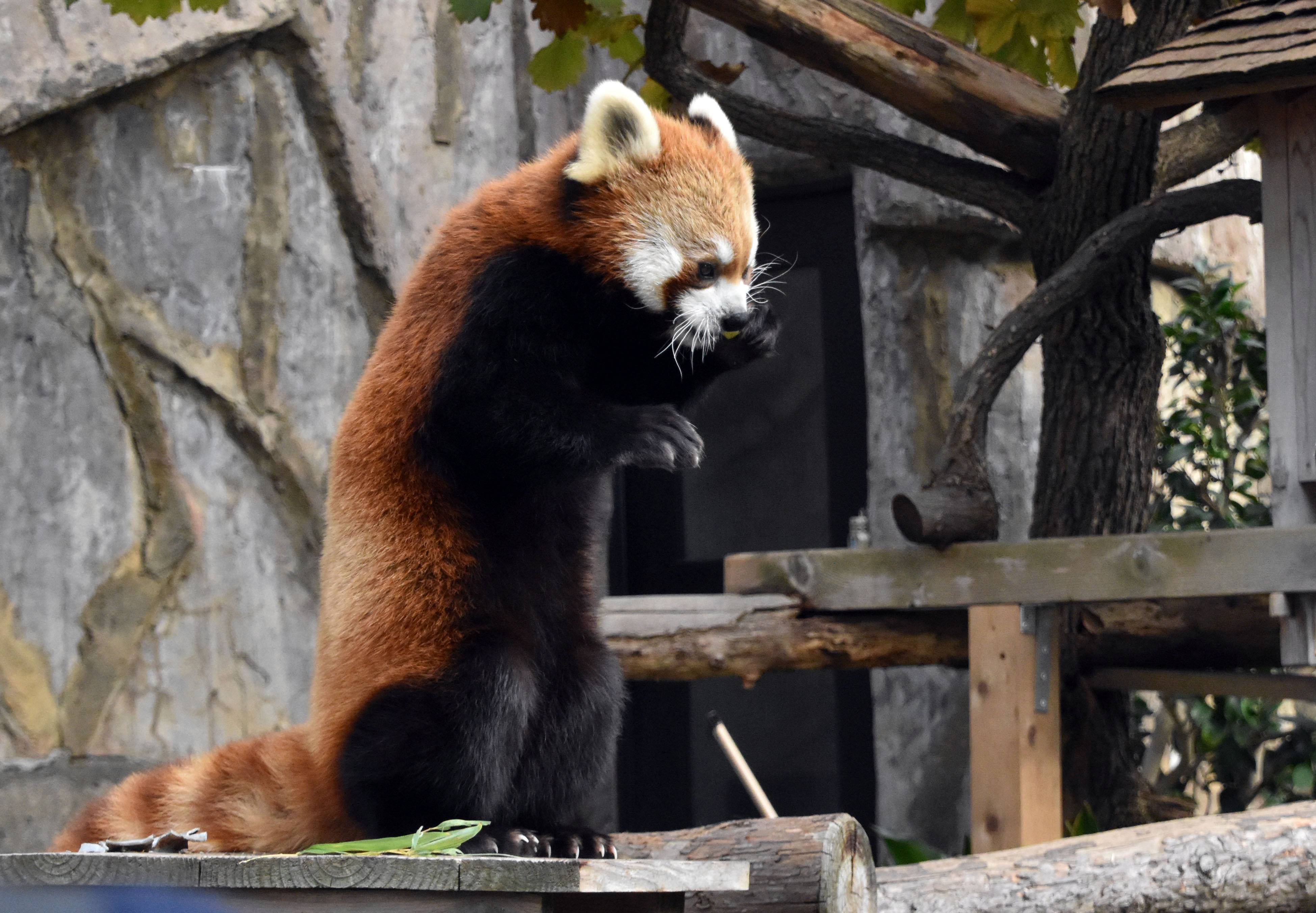 必要なときに立ち上がります～レッサーパンダ|｜ブログ|野毛山動物園