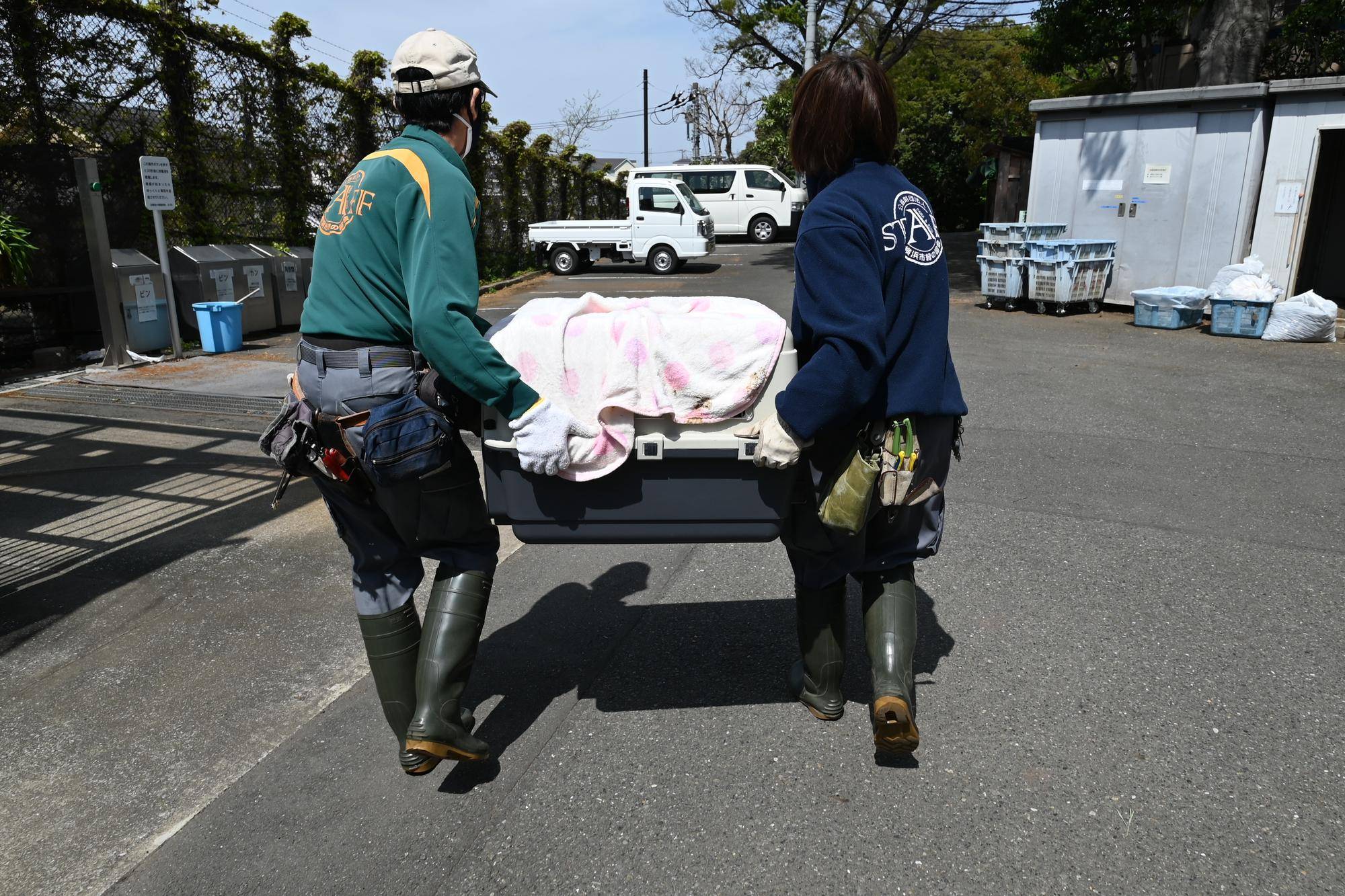 飼育員2名でミナミコアリクイの雌のアンを移動させる様子（動物病院）.jpg