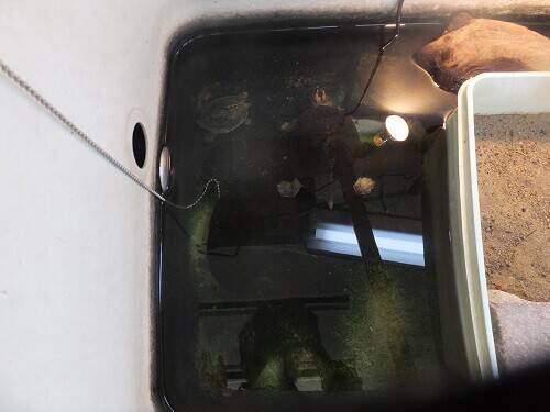 カメの同居 インドセタカガメ編 レプ担当のれぷブログ 野毛山動物園公式サイト 公益財団法人 横浜市緑の協会 カメの同居 インドセタカガメ編 レプ担当のれぷブログ 野毛山動物園公式サイト 公益財団法人 横浜市緑の協会