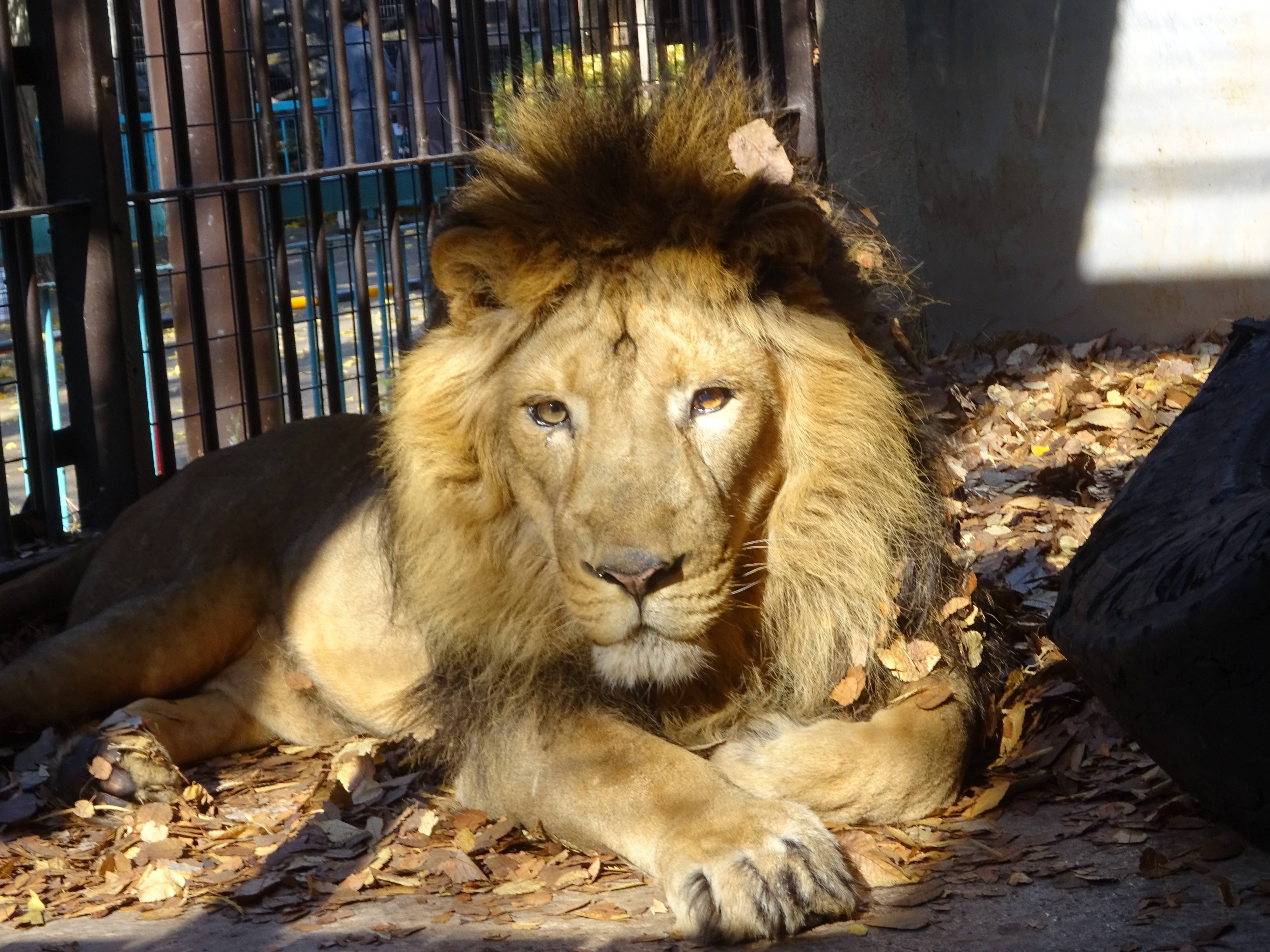 クリぼっち ラージャー のげやま とらいおん Try On 野毛山動物園公式サイト 公益財団法人 横浜市緑の協会