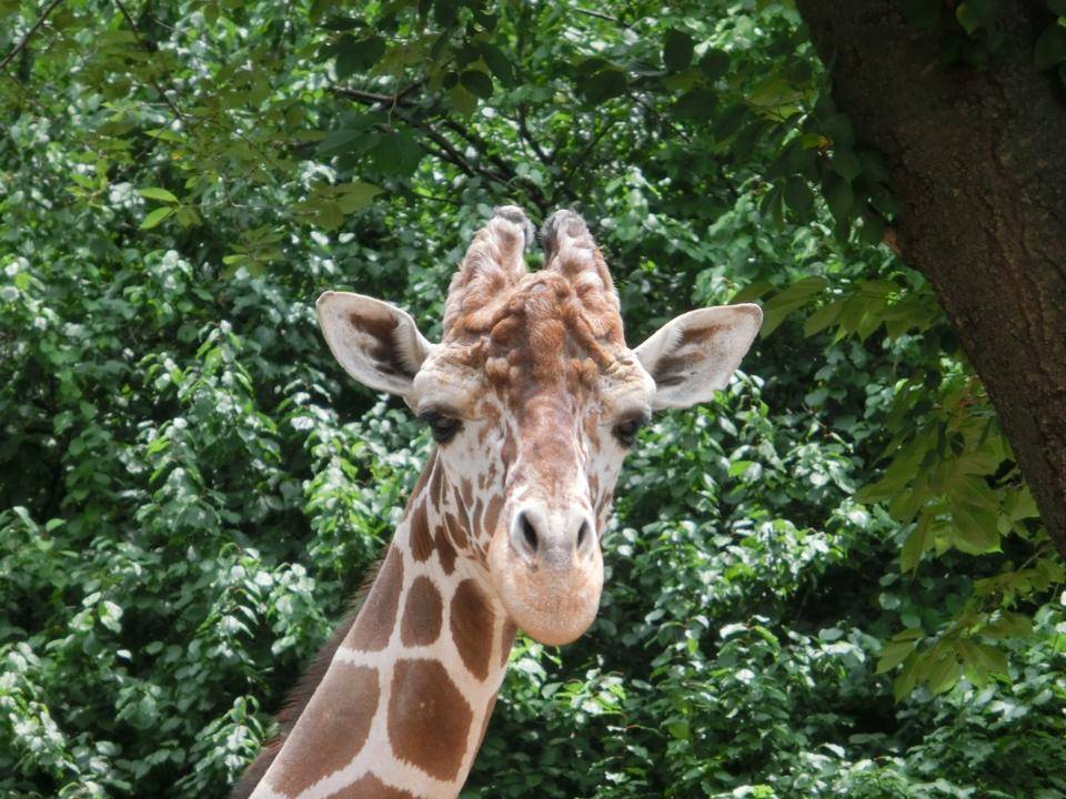 Happy Birthday そら 動物トピックス 野毛山動物園公式サイト 公益財団法人 横浜市緑の協会