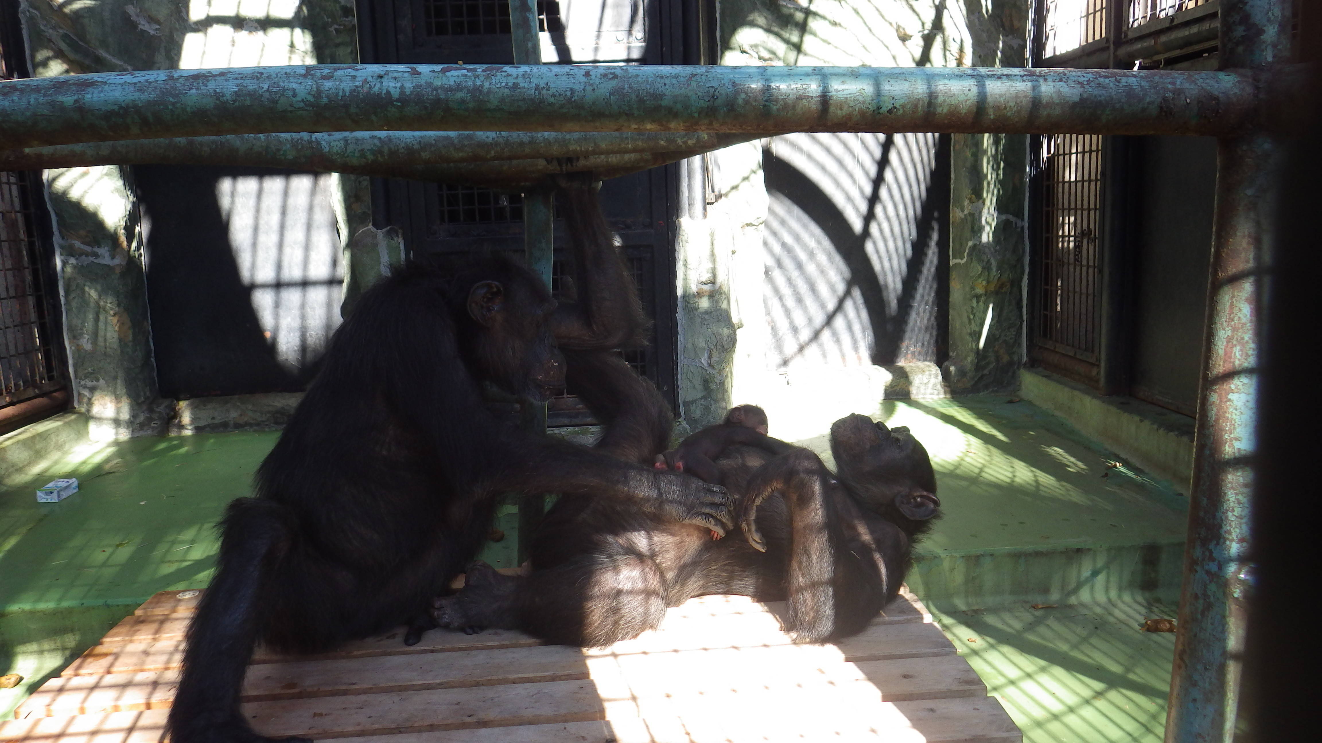 2016 チンプ 1130③.jpg