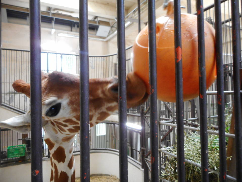 お中元 ブイのフィーダー 動物トピックス 野毛山動物園公式サイト 公益財団法人 横浜市緑の協会 お中元 ブイのフィーダー 動物トピックス 野毛山動物園公式サイト 公益財団法人 横浜市緑の協会