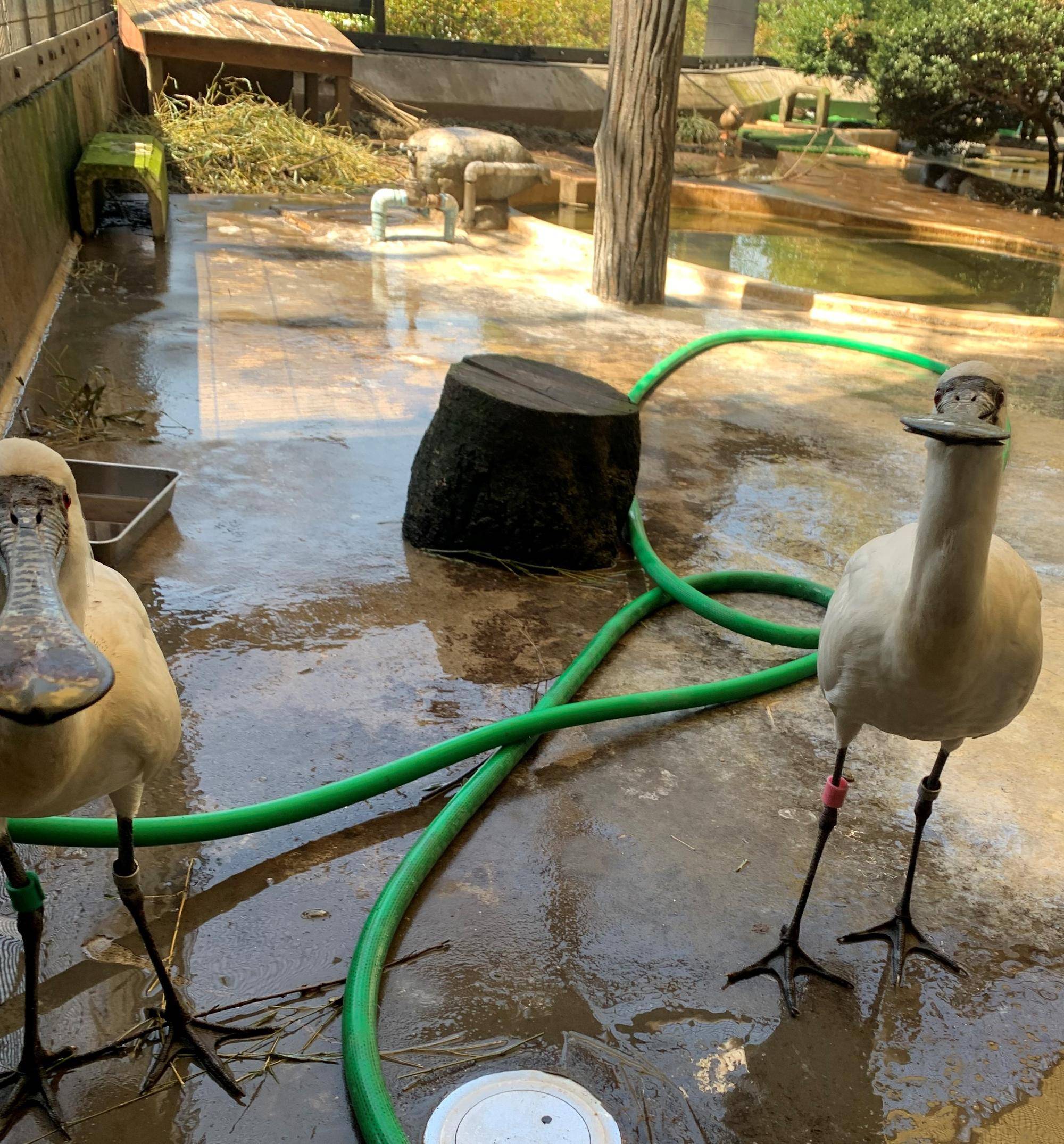 餌を待つクロツラヘラサギ (2).jpeg