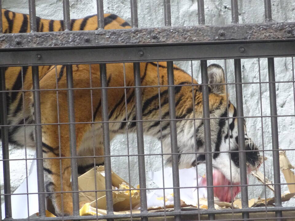 世界トラの日 World Tiger Day のげやま とらいおん Try On 野毛山動物園公式サイト 公益財団法人 横浜市緑の協会 世界トラの日 World Tiger Day のげやま とらいおん Try On 野毛山動物園公式サイト 公益財団法人 横浜市緑の協会