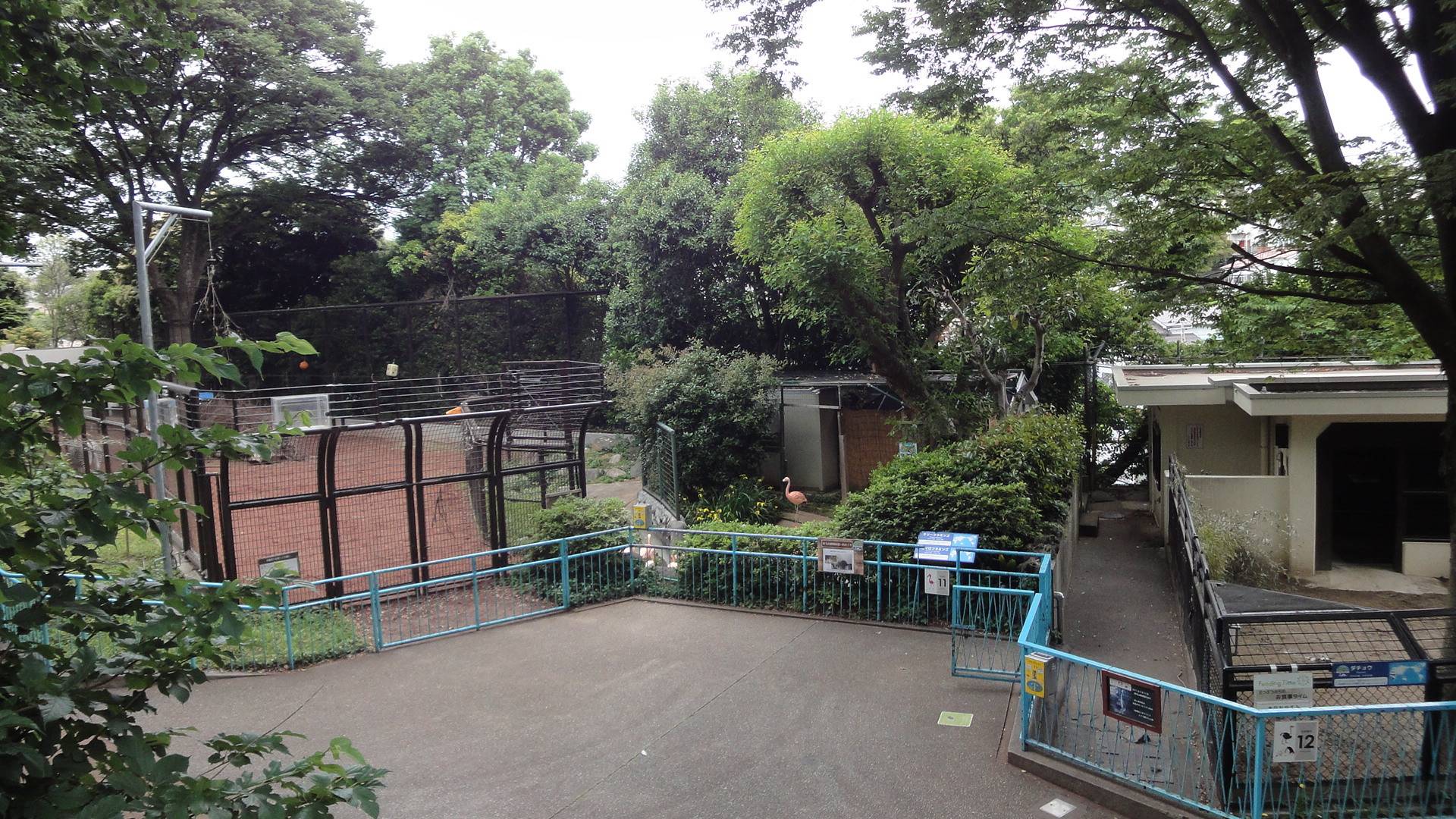 フラミンゴの今と昔 ブログ 野毛山動物園公式サイト 公益財団法人 横浜市緑の協会